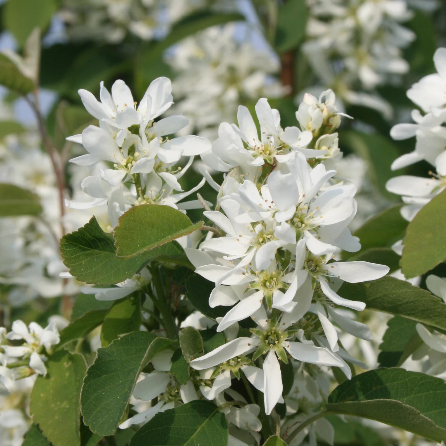 Säulen-Felsenbirne 'Obelisk'®