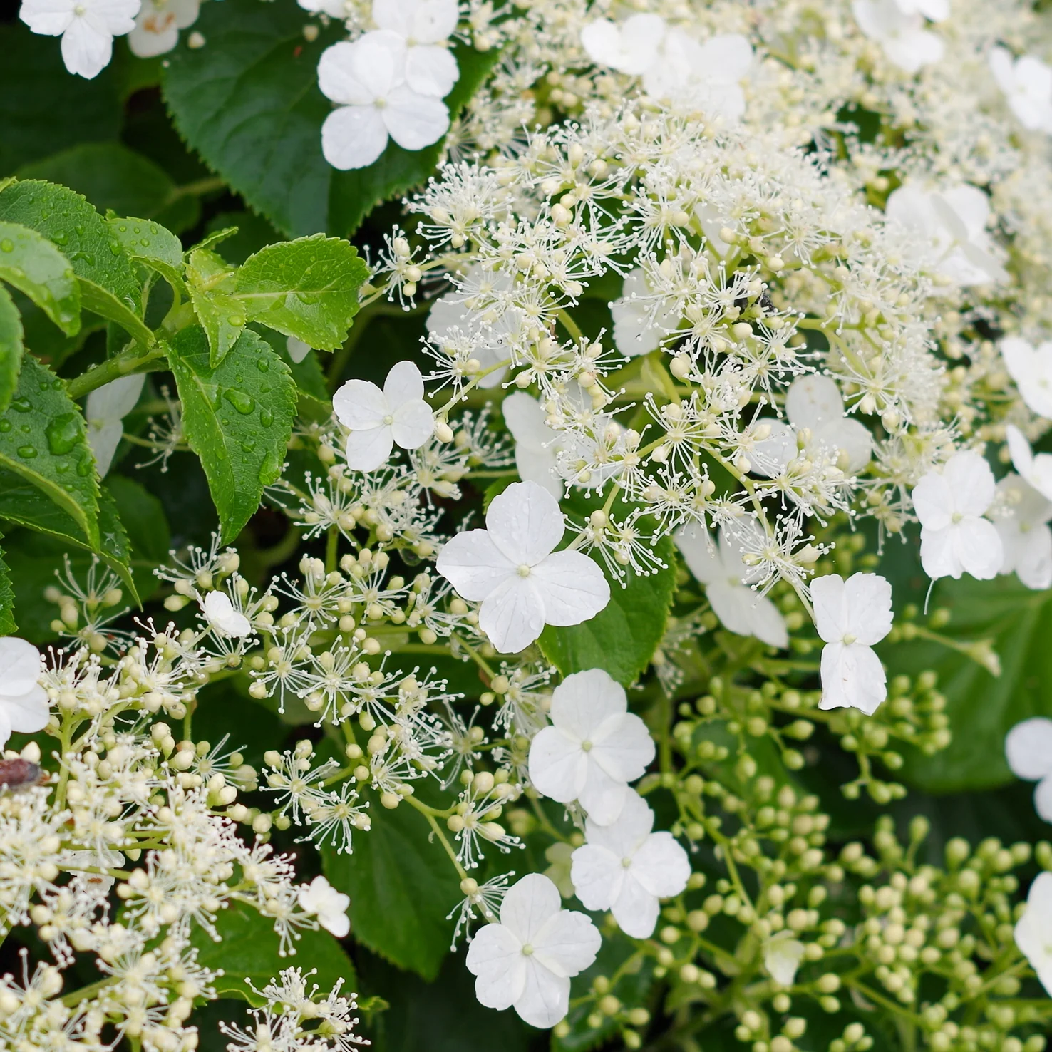 Kletterhortensie Weiß