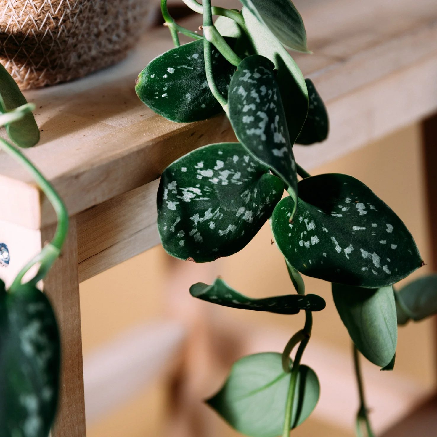 Gefleckte Efeutute ‘Argyraeus’