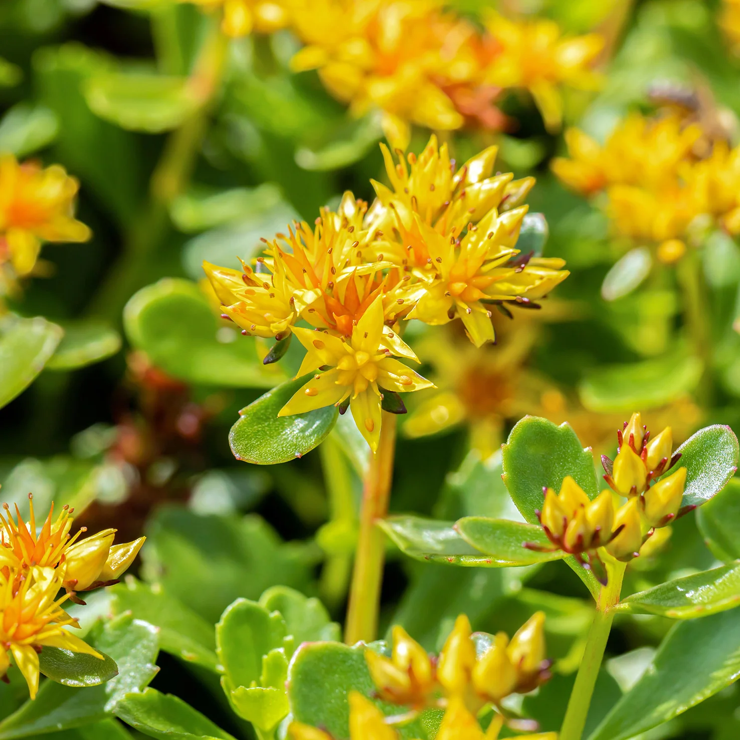 Kamtschatka-Fetthenne (Mehrfach-Set)