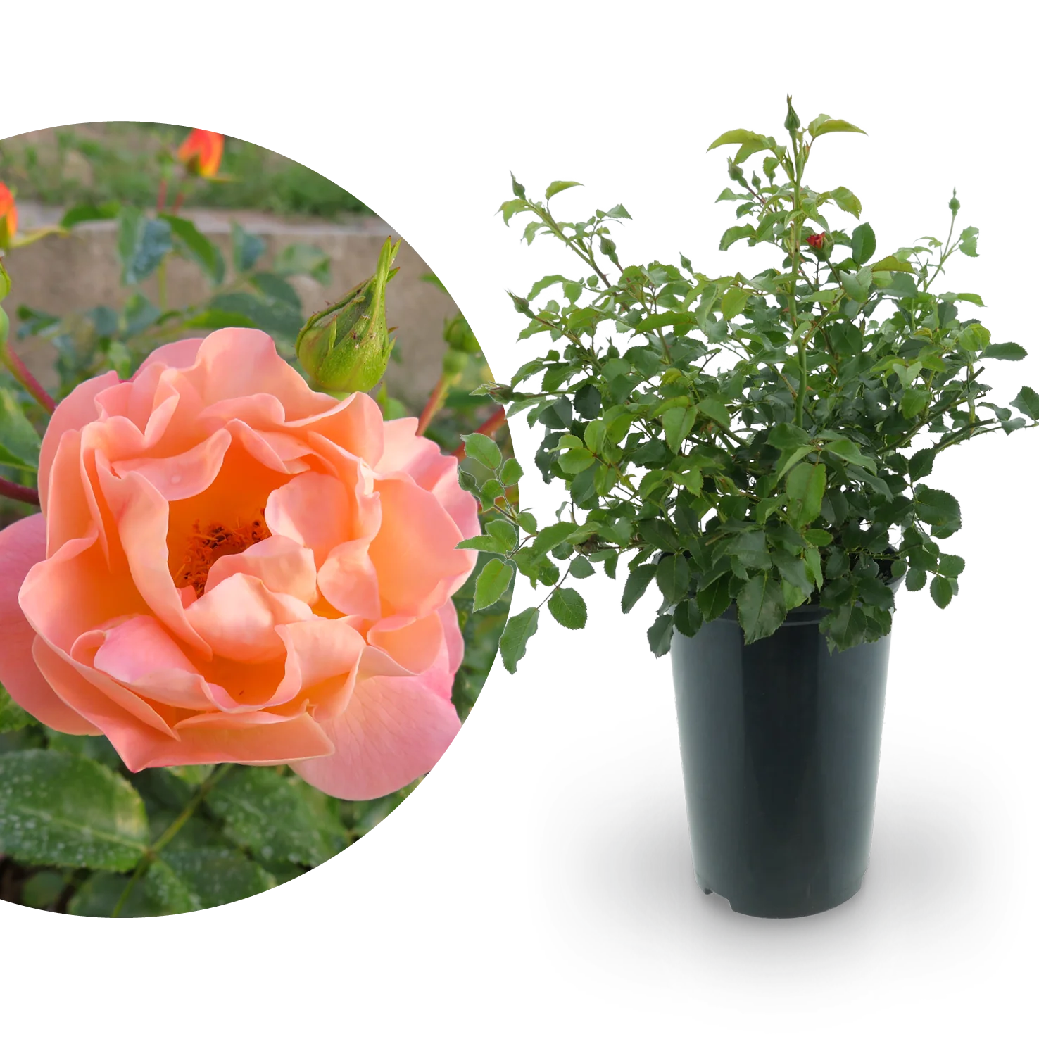 Bodendeckerrose 'Sedana'® Apricot