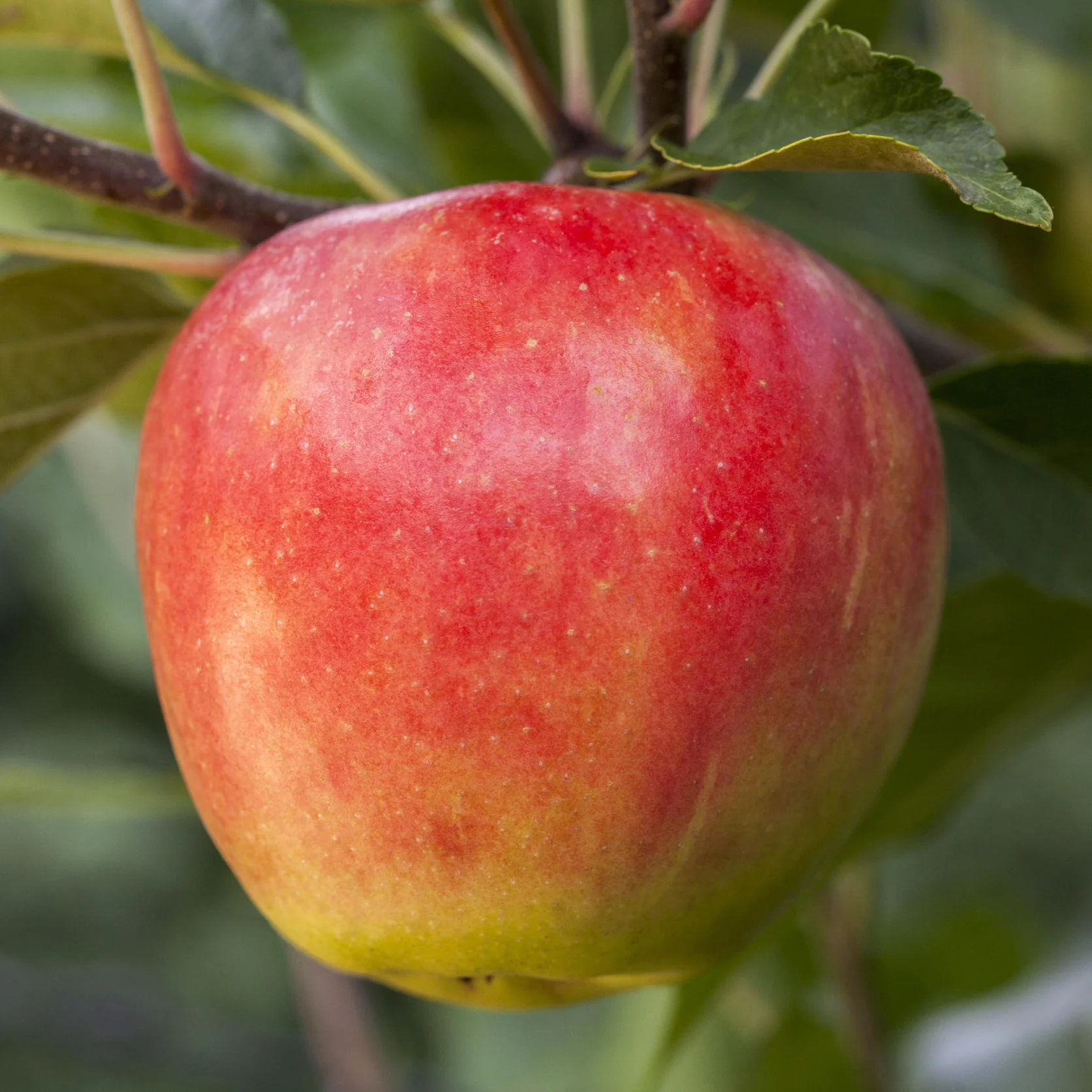 Bio-Apfelbaum 'Elstar' Herbstapfel