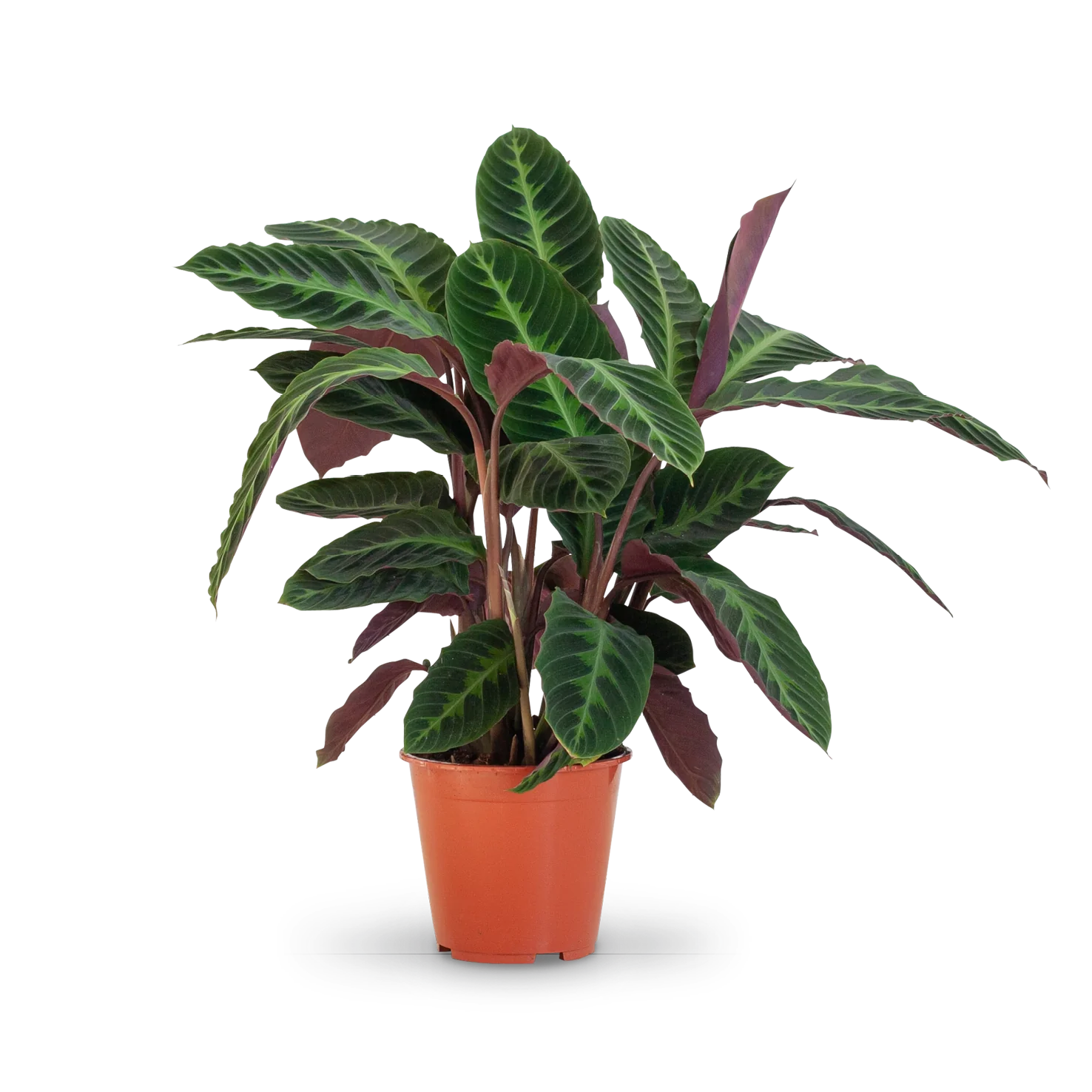 Calathea warscewiczii