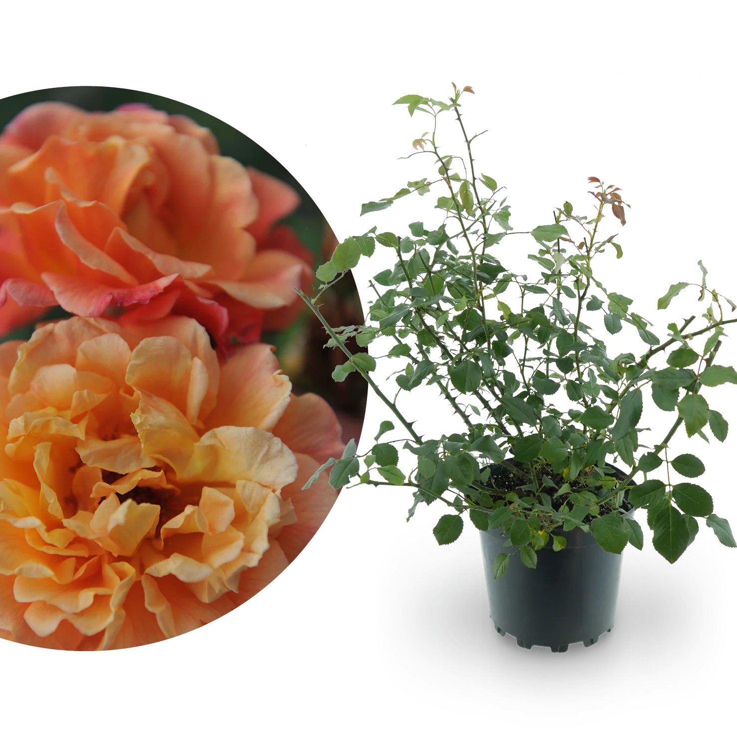 Kletterrose 'Aloha'® Apricot-Rosa