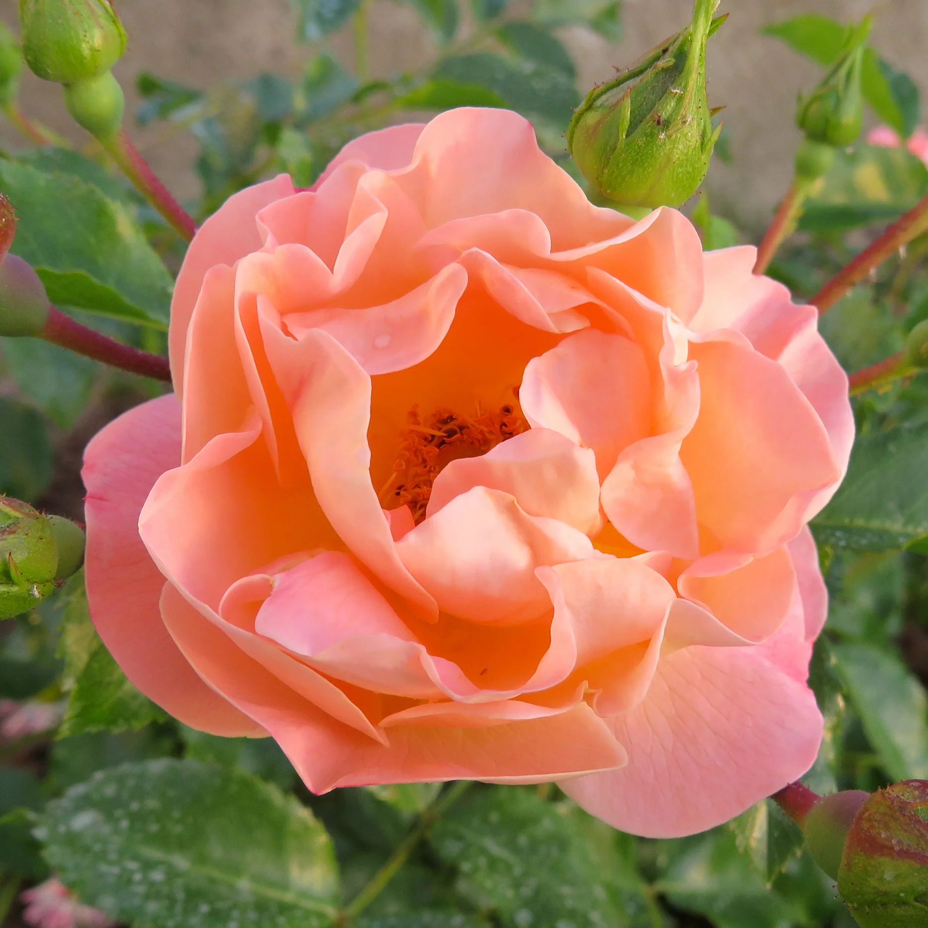 Bodendeckerrose 'Sedana'® Apricot