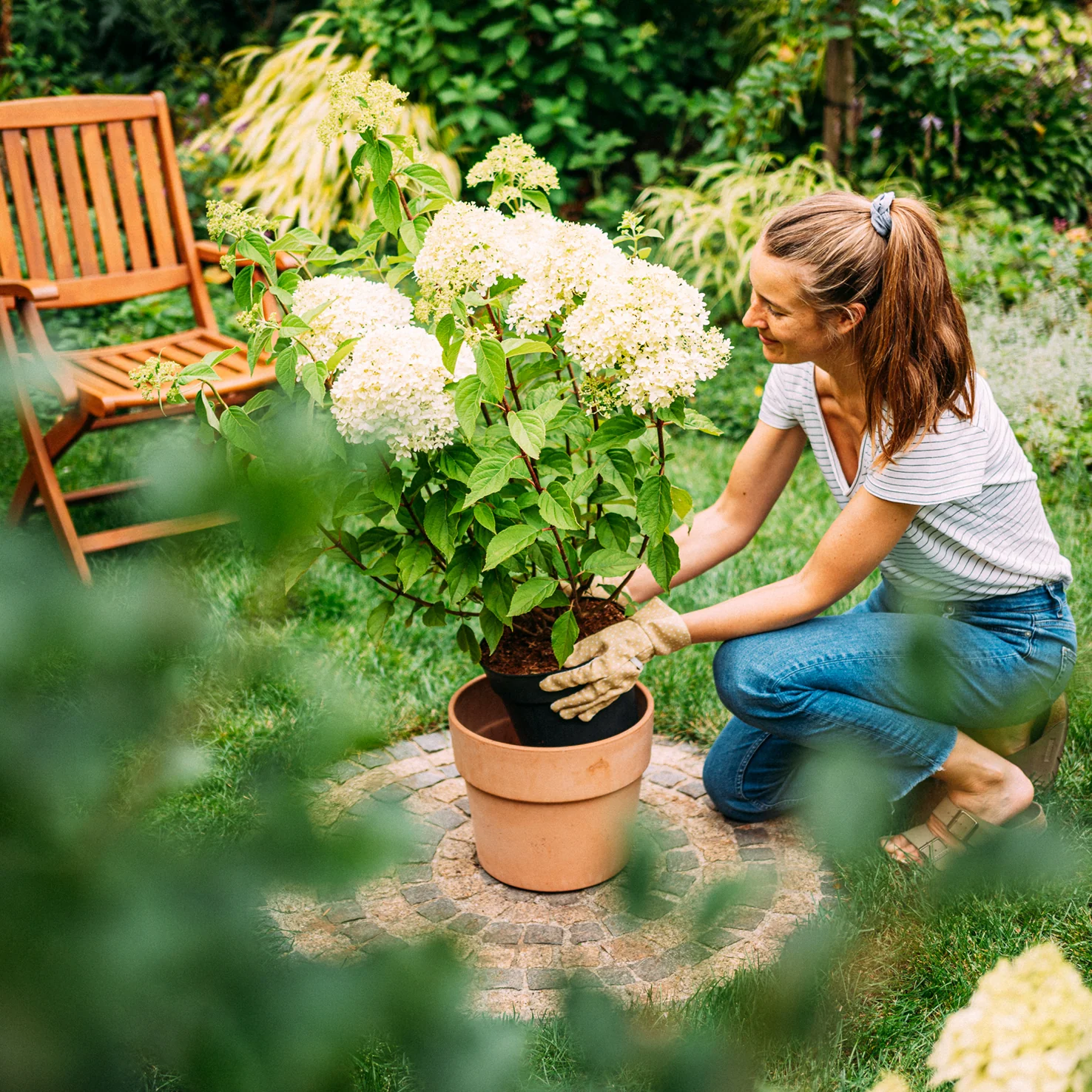 Rispenhortensie 'Limelight'®