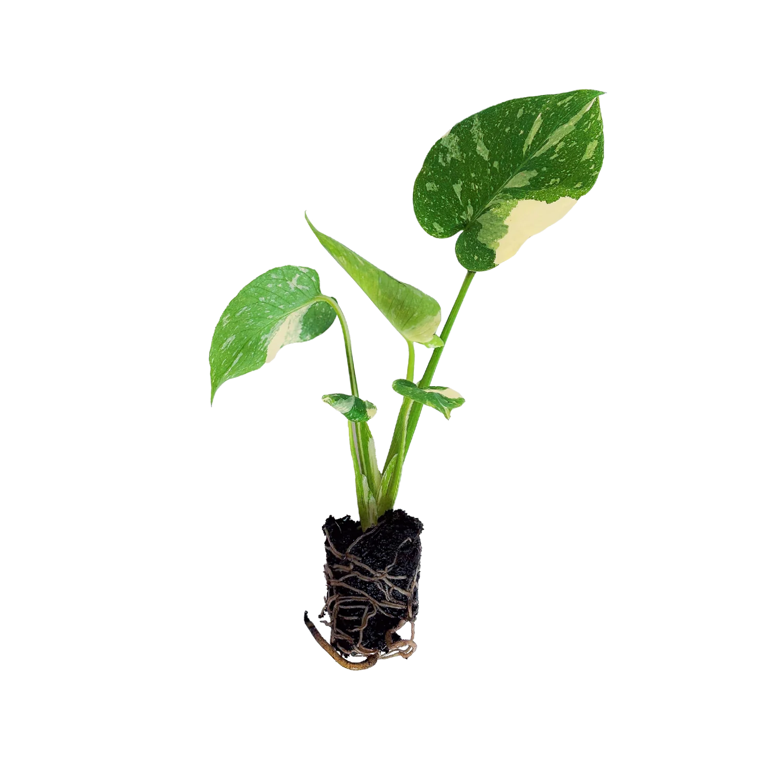 Monstera deliciosa 'Thai Constellation' Steckling (Rarität)