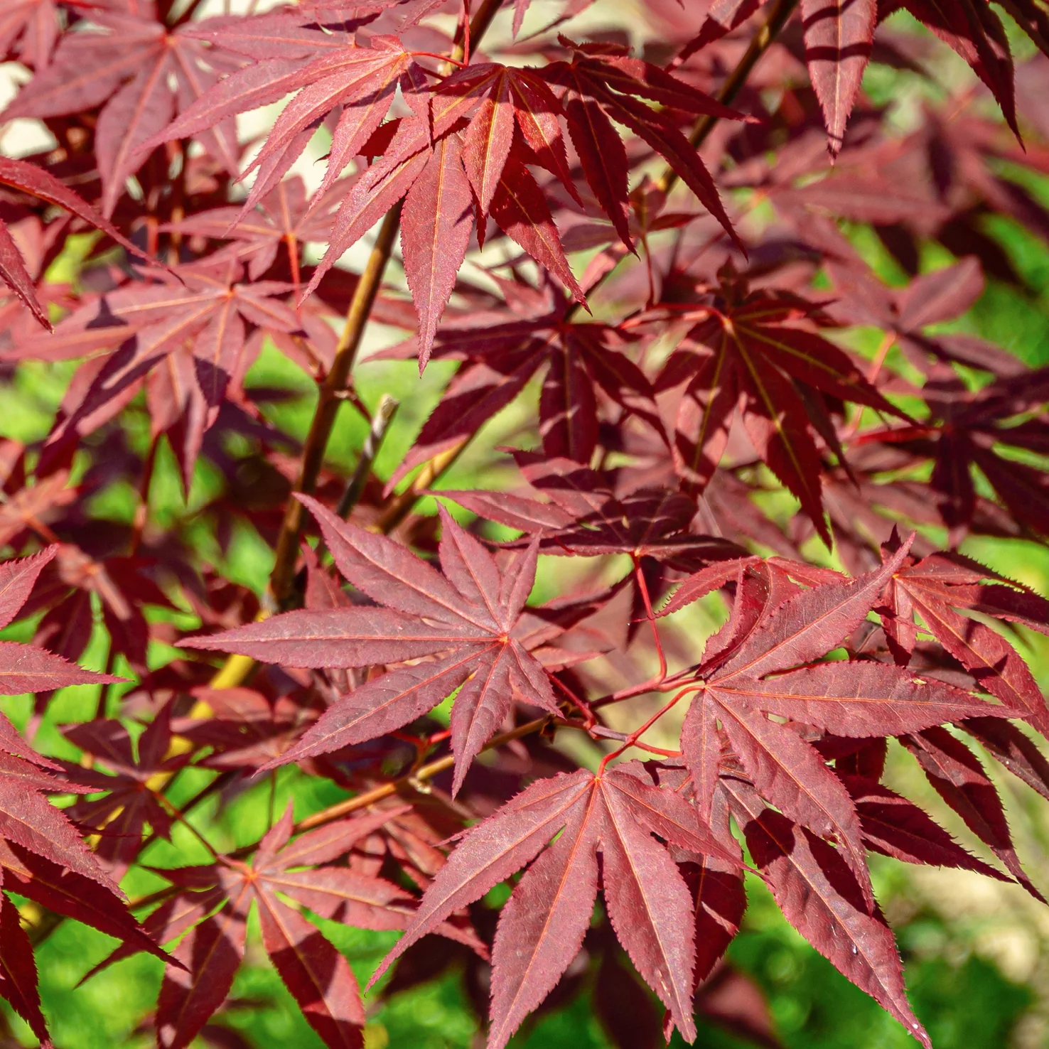 Roter Fächer-Ahorn 'Atropurpureum'