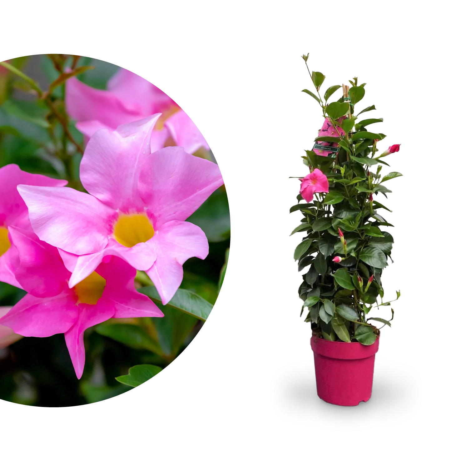 Dipladenia Rosa
