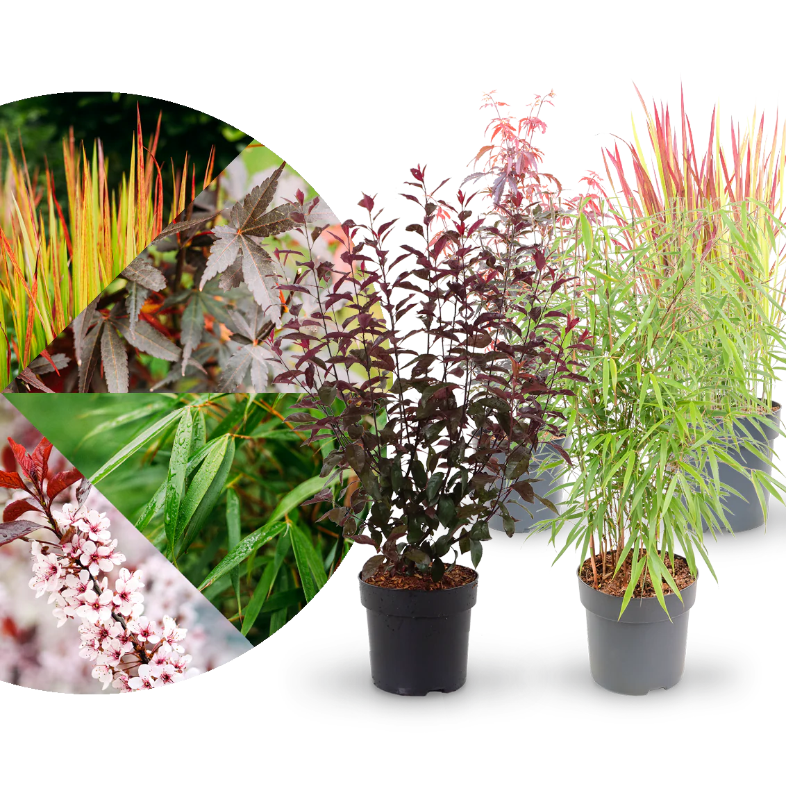 Asiagarten Dunkles Laub (4er Set)