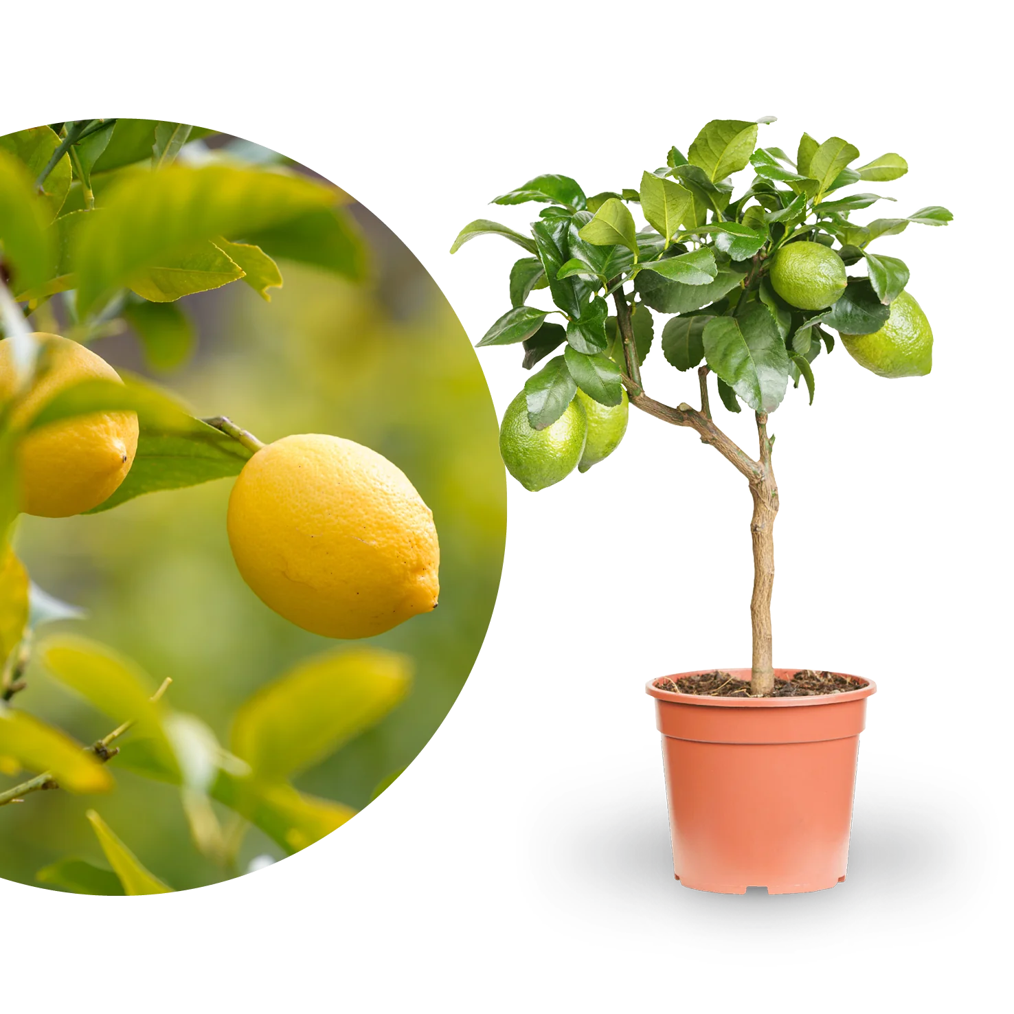 Zitronenbaum Hochstamm