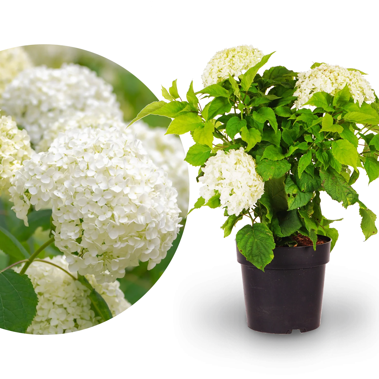 Ballhortensie 'Annabelle' Weiß