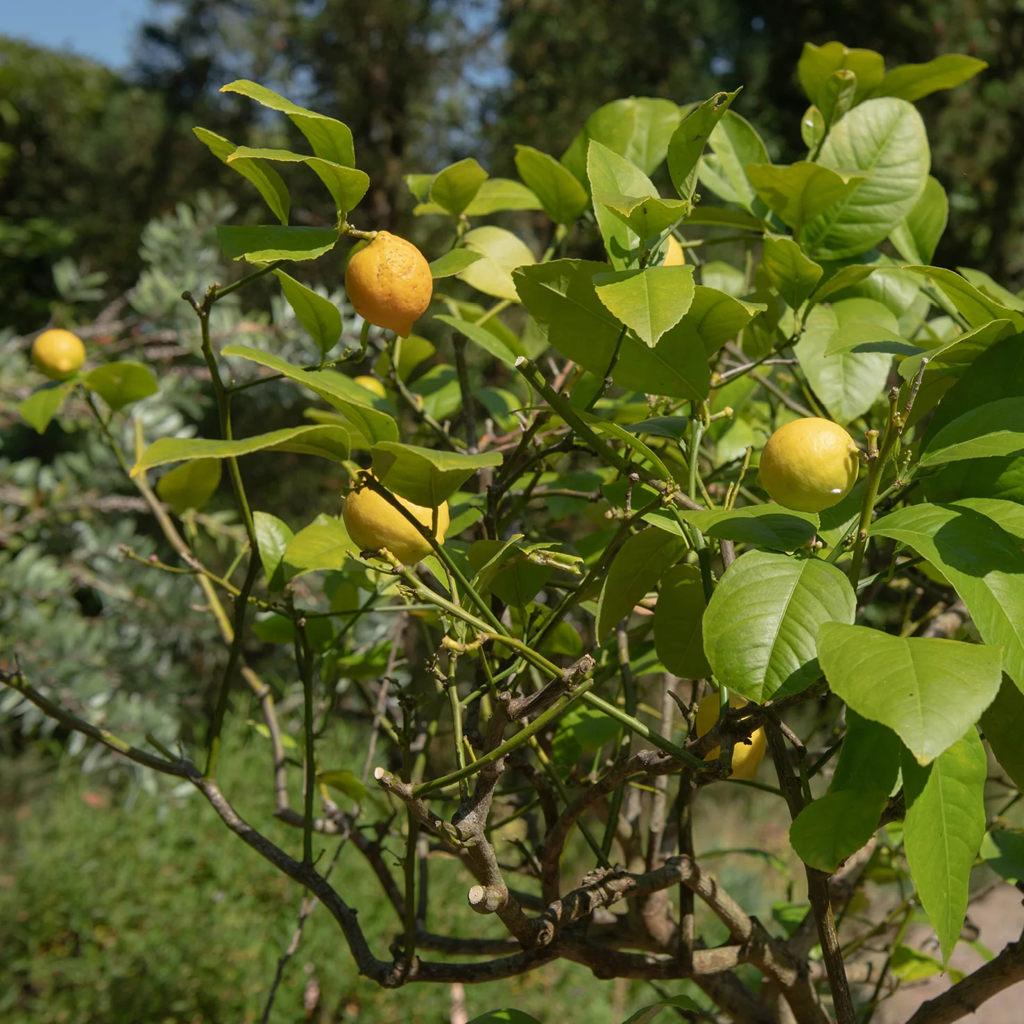 Meyer-Zitrone LEMON TIME®