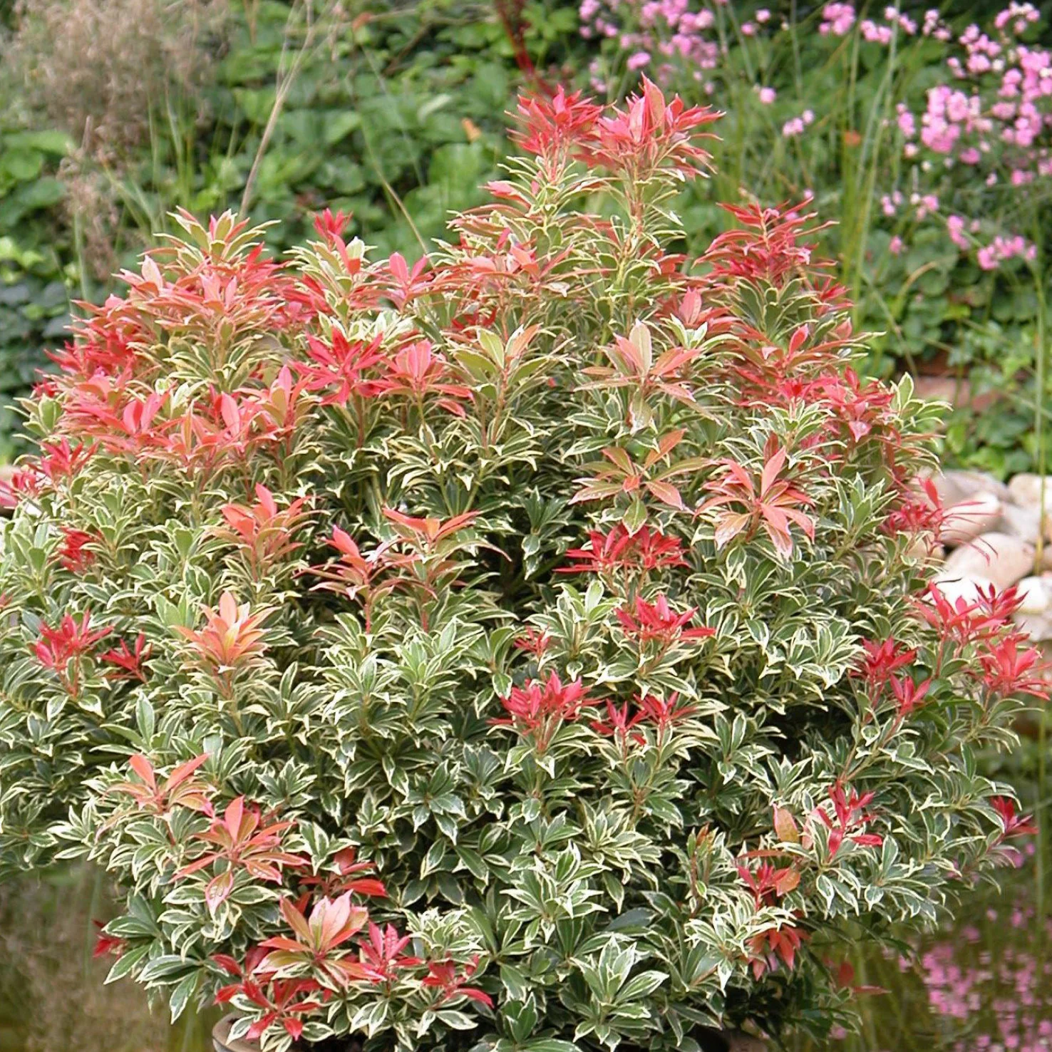 Schattenglöckchen 'Carnaval' Weiß