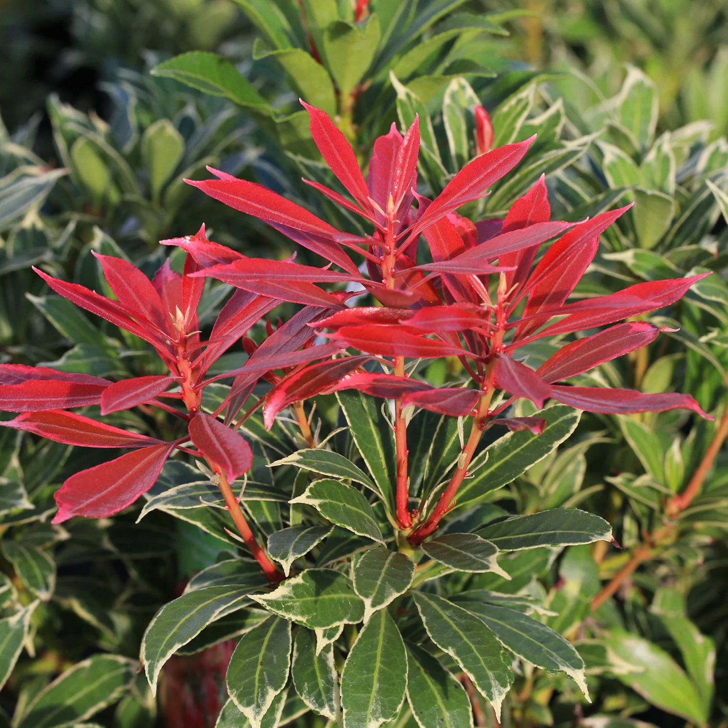 Schattenglöckchen 'Carnaval' Weiß