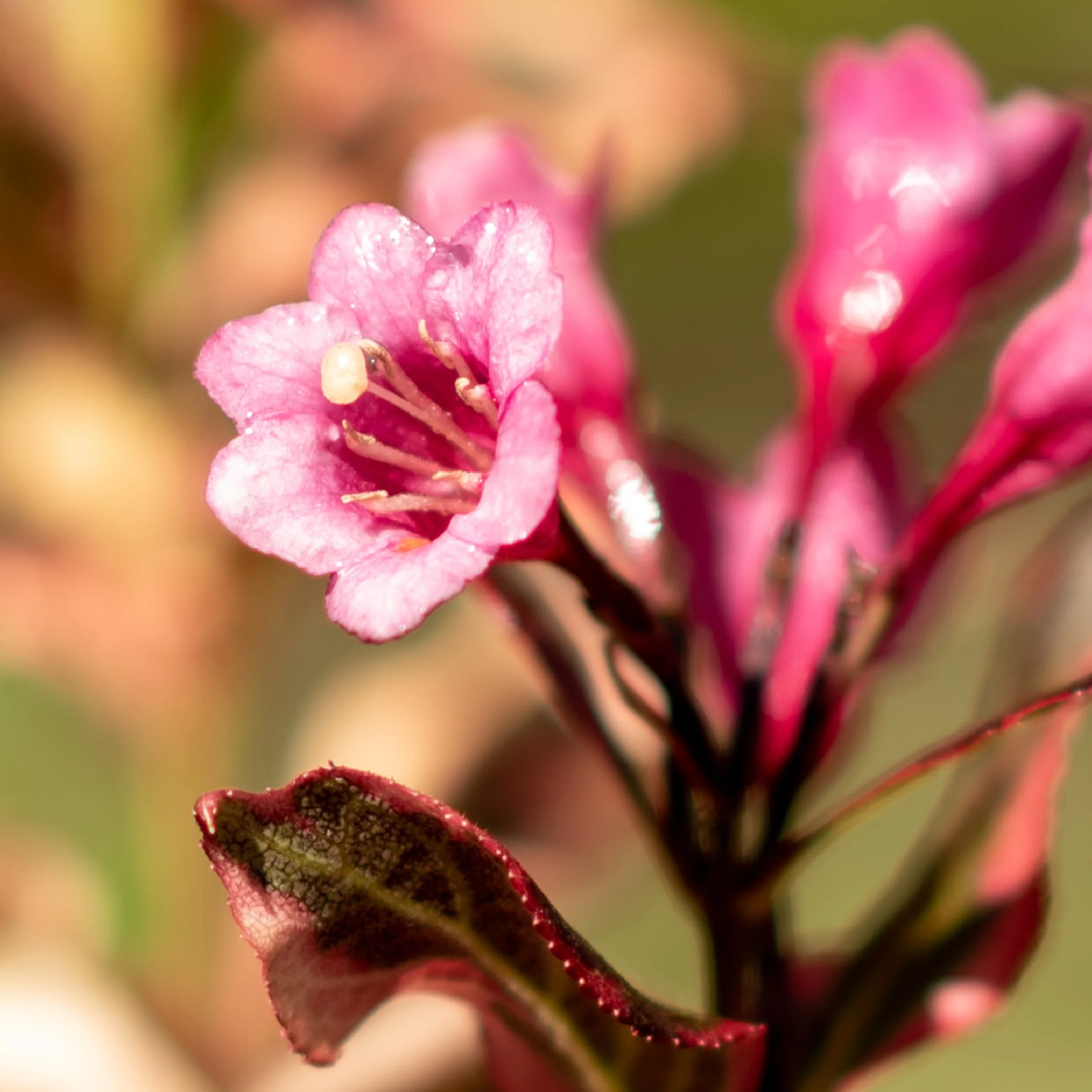 Zwerg-Weigelie 'Monet'® Rosarot