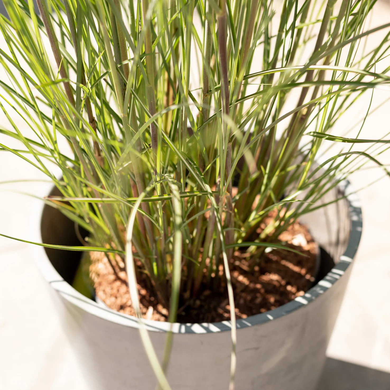 Chinaschilf 'Gracillimus'