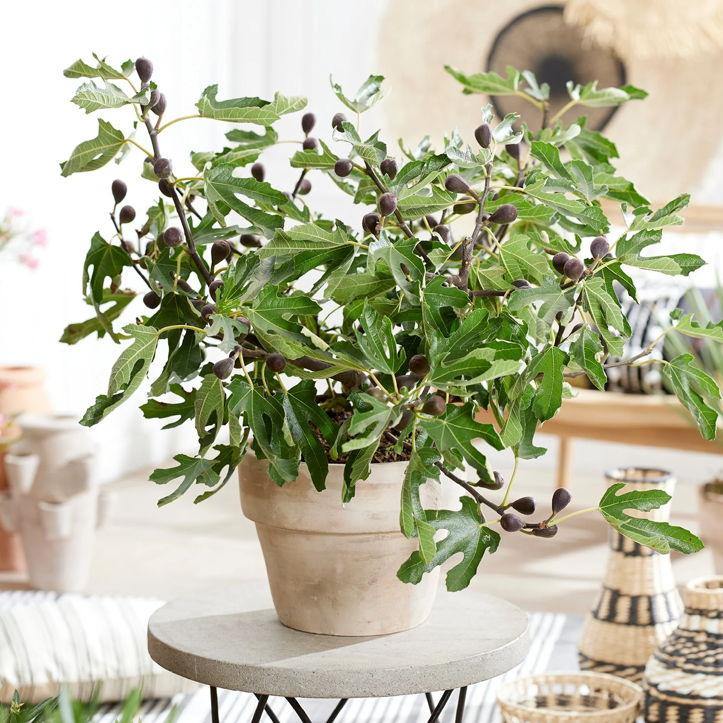 Feigenbaum ‘Little Firoma’