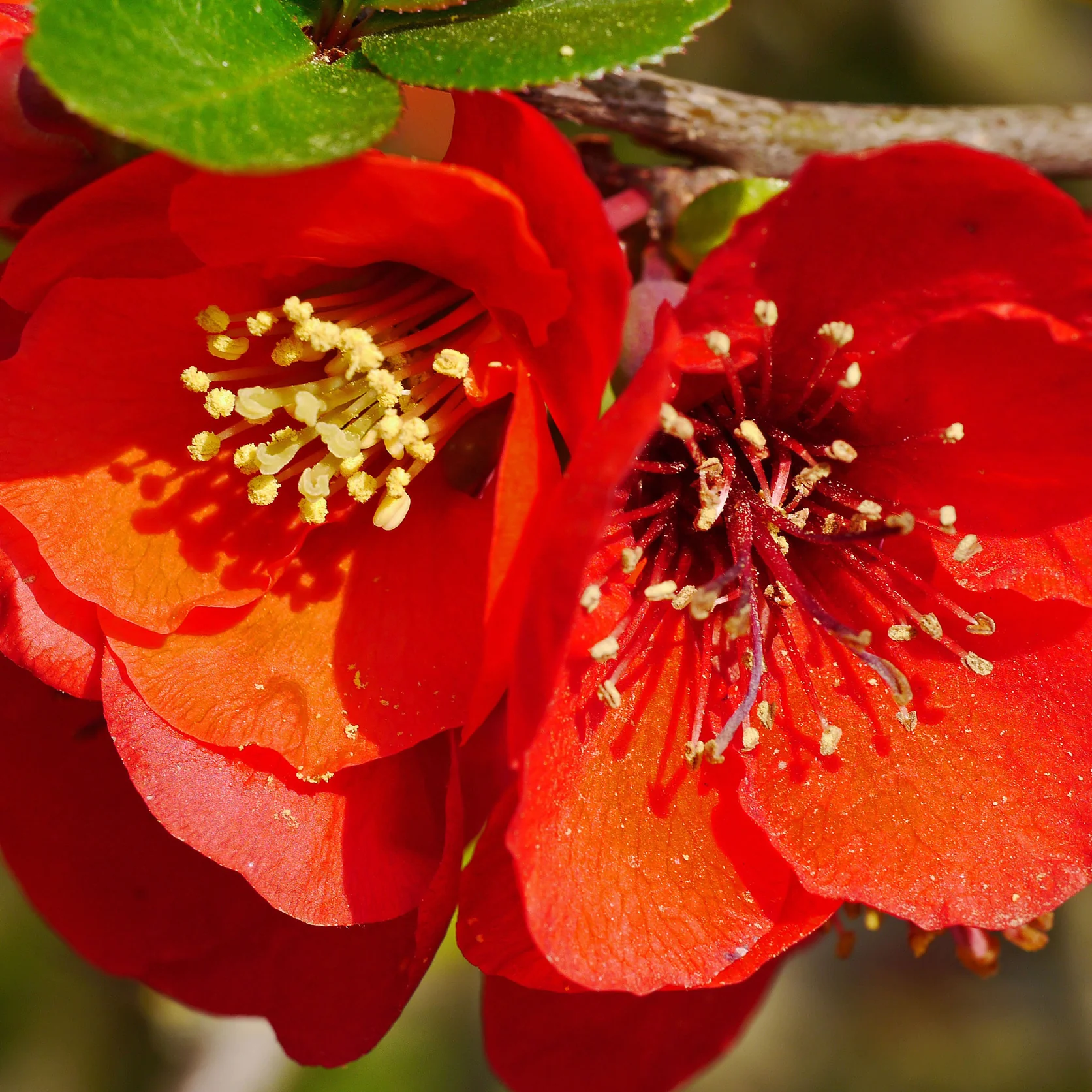 Zierquitte 'Red Joy' Rot