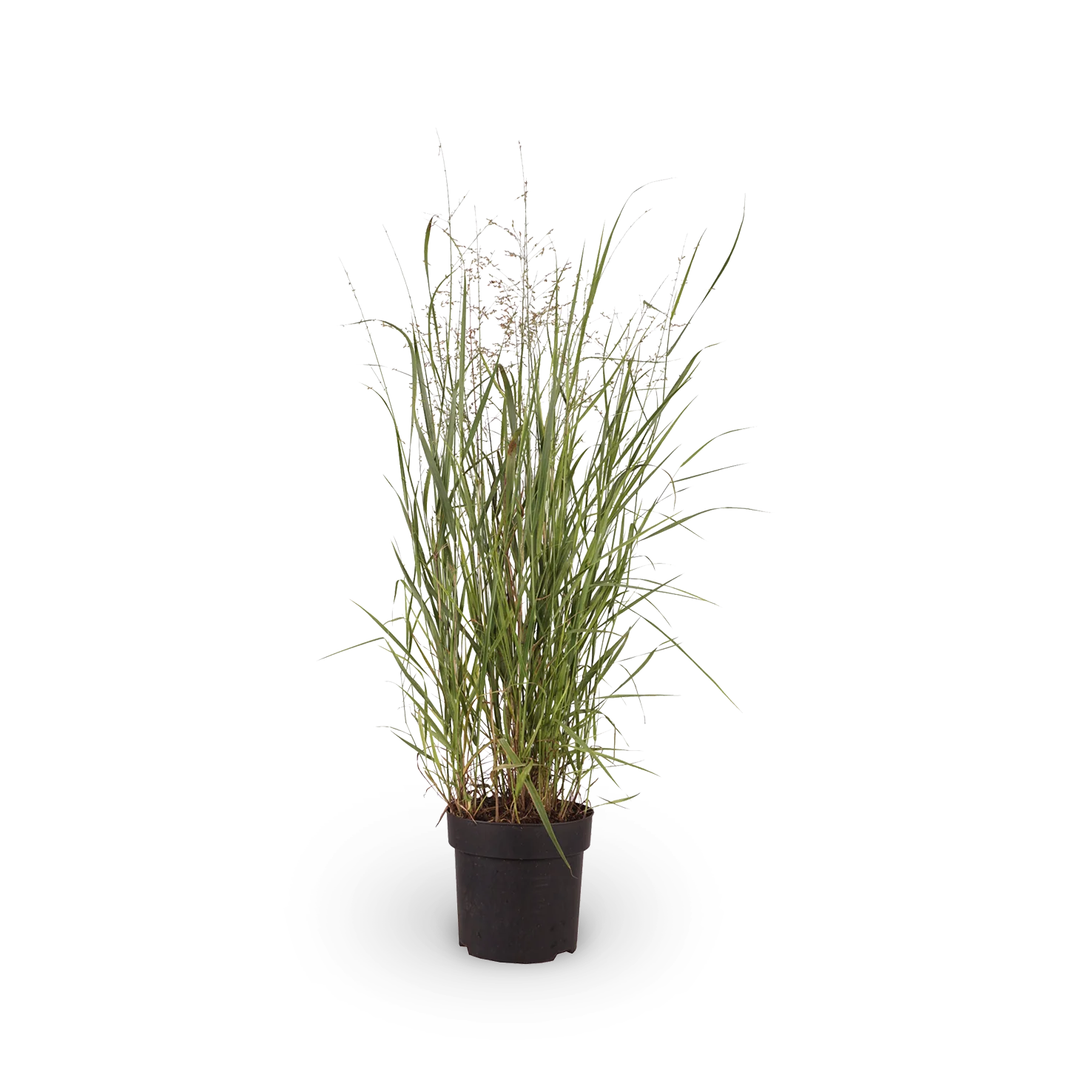 Bläuliche Rutenhirse 'Heavy Metal'