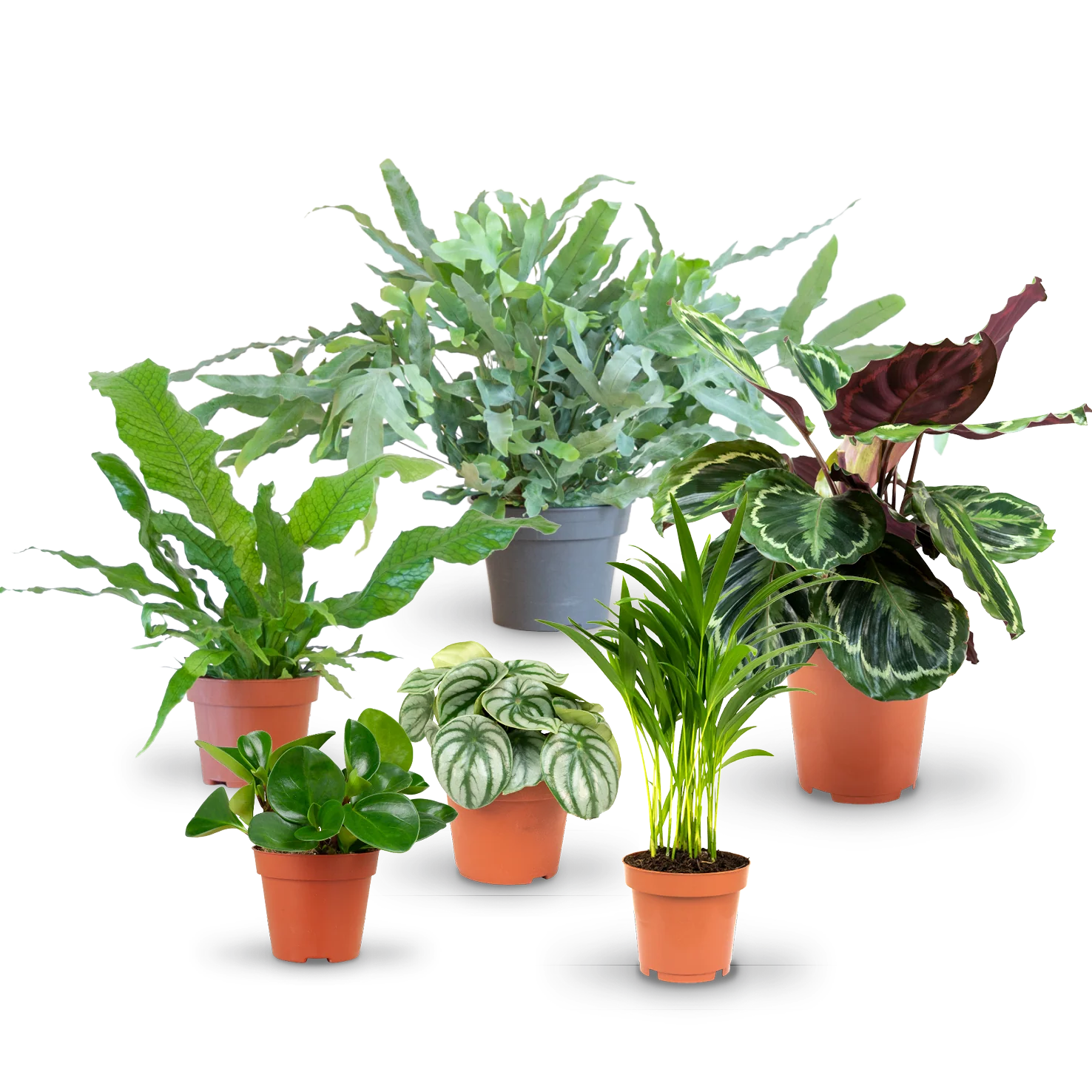 Haustierfreundliche Zimmerpflanzen (6er Set)