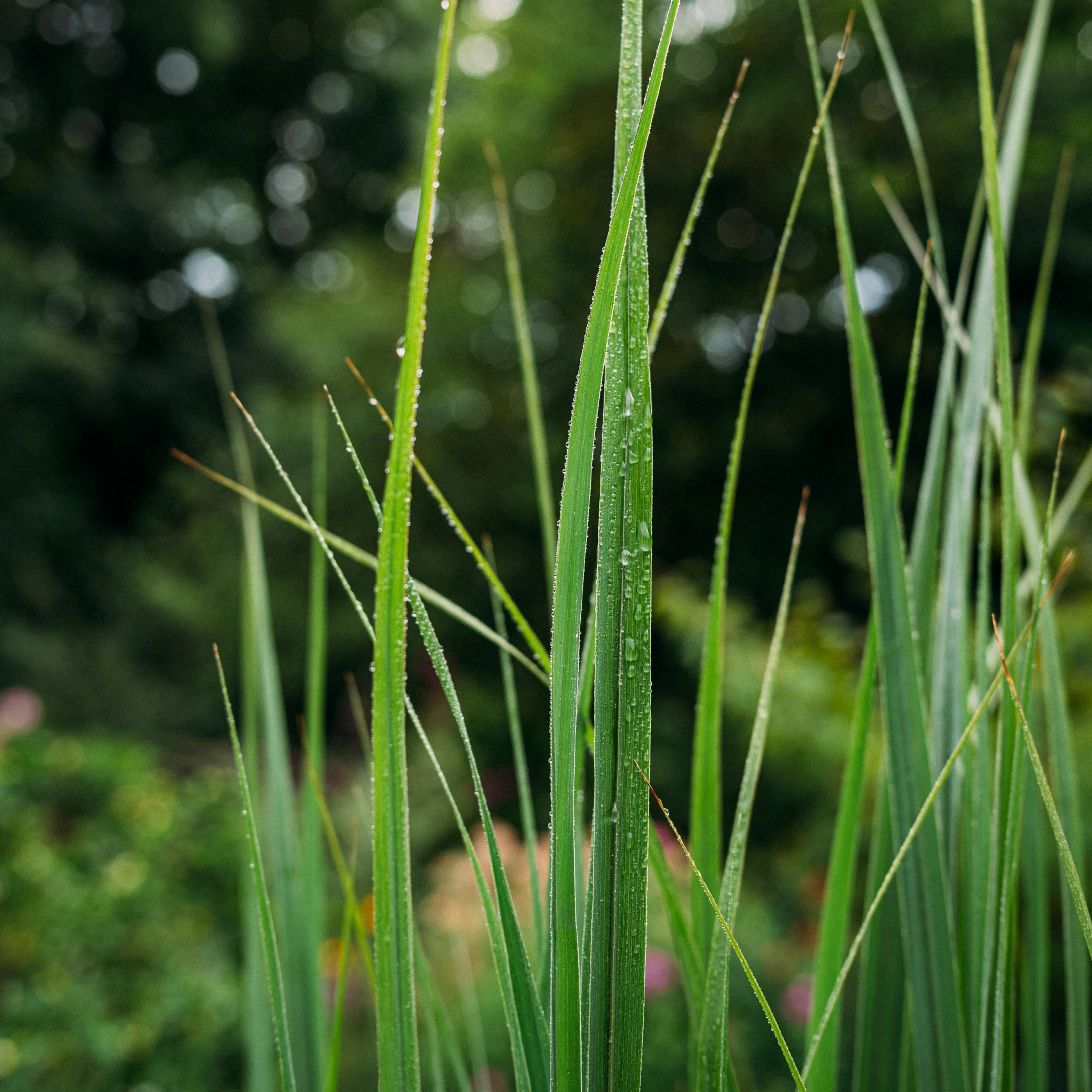 Rutenhirse ‘Northwind’