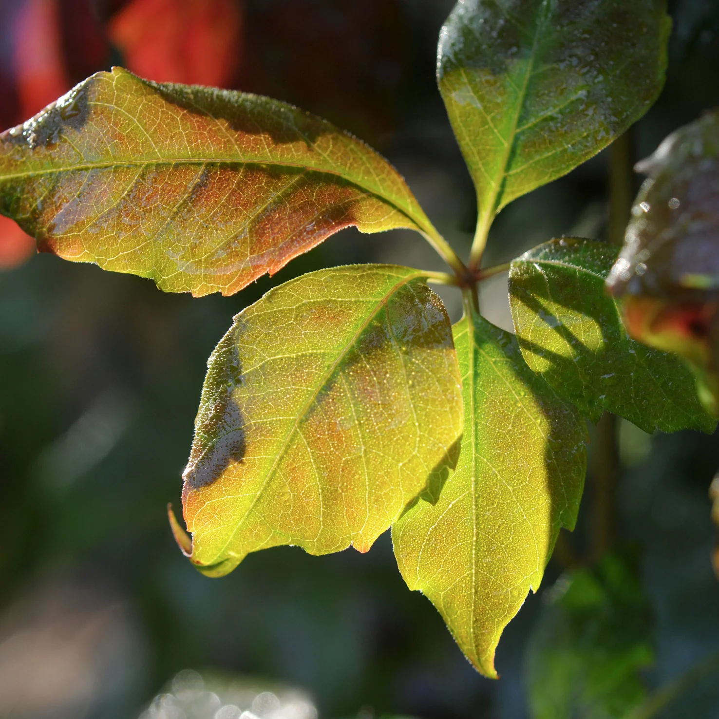 Mauerwein 'Engelmannii'
