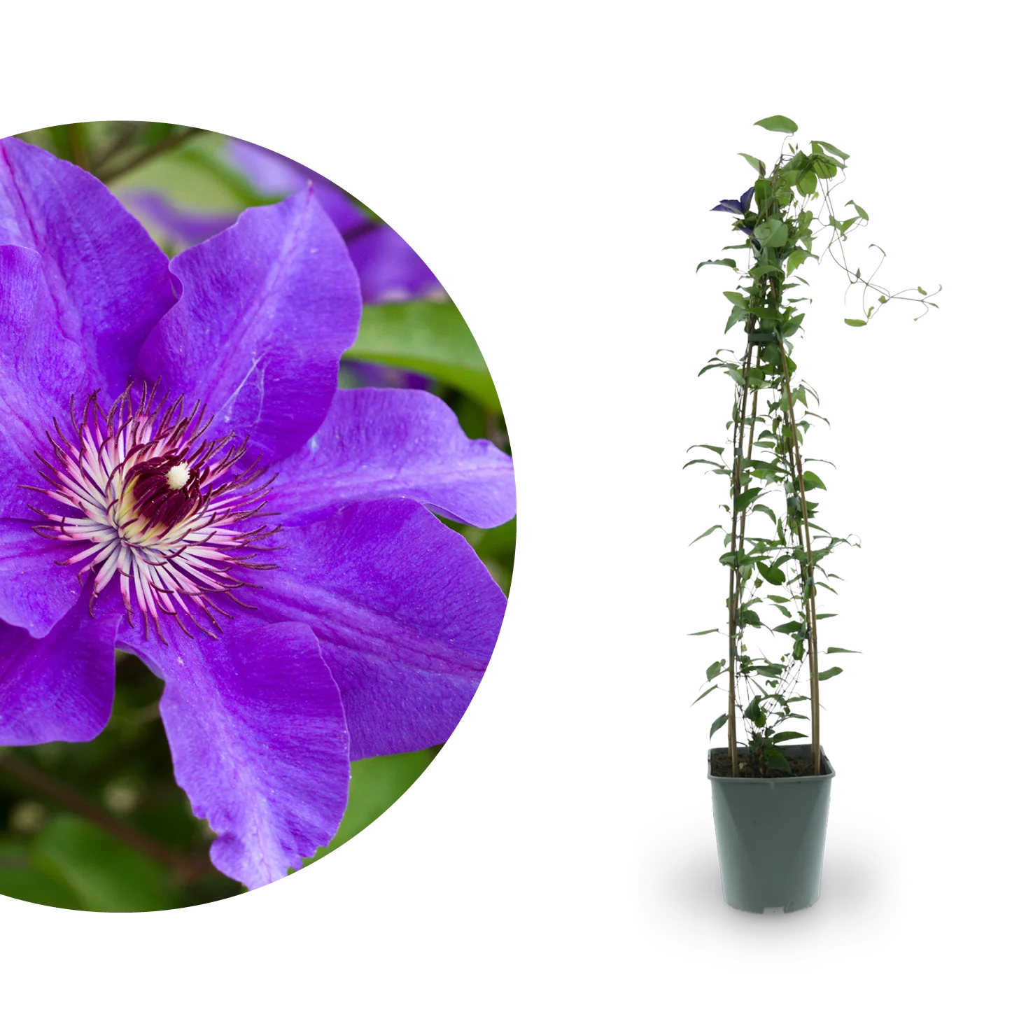 Clematis 'The President' Purpurblau