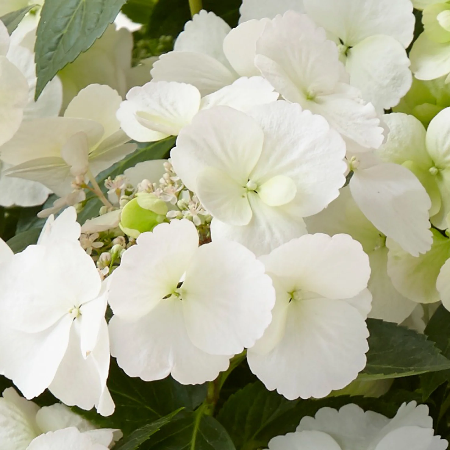 Girlanden-Hortensie Runaway Bride® 'Snow White'