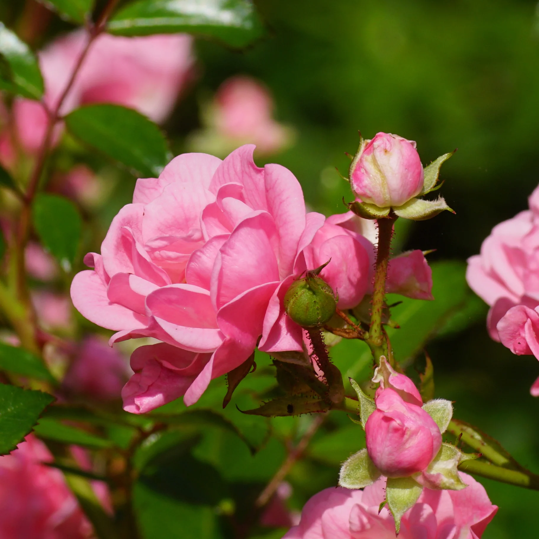 Bodendeckerrose 'The Fairy' Lachsrosa