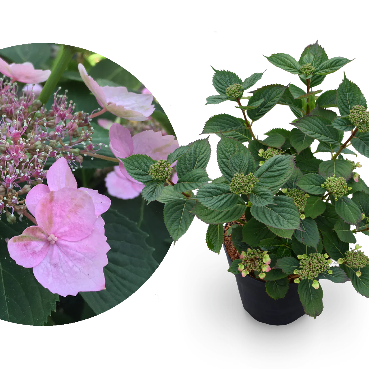 Tellerhortensie 'Magic Pillow'® Rosa