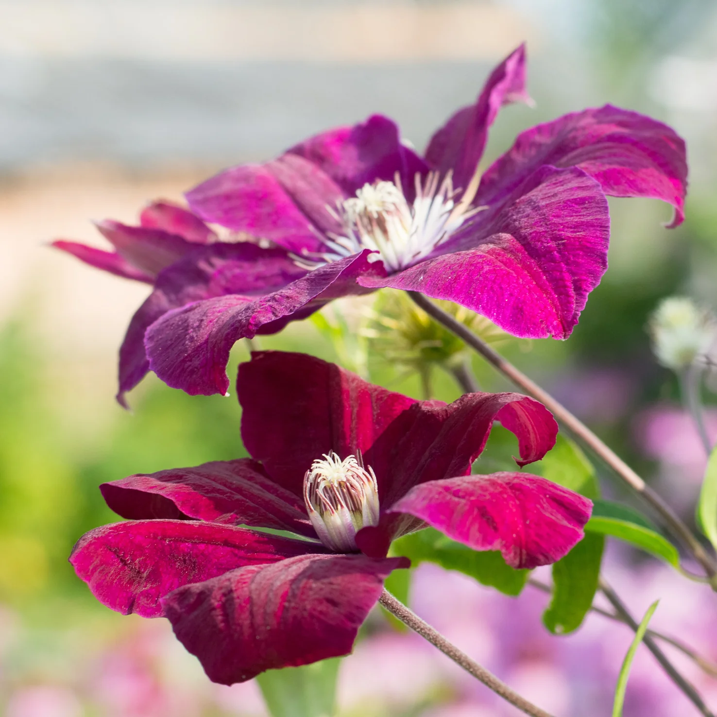 Clematis 'Rouge Cardinal' Burgunderrot