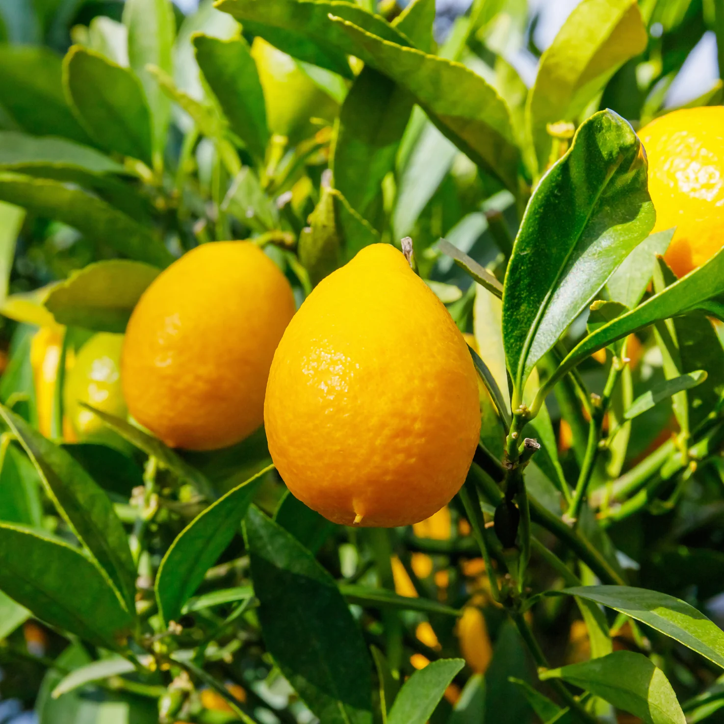 Limequat LIME TIME®