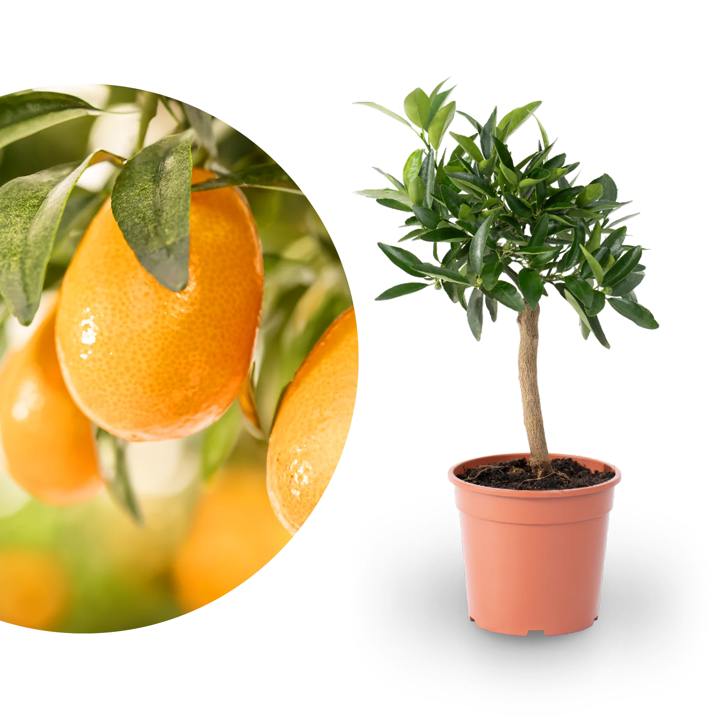 Kumquat