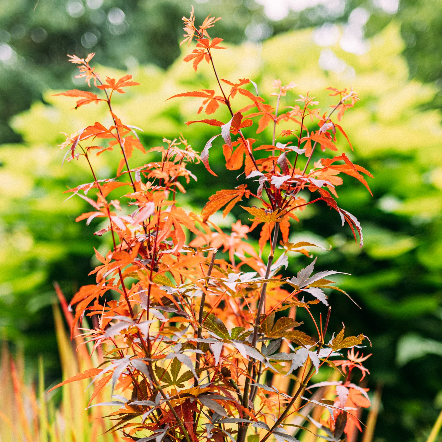Japanischer Fächer-Ahorn ‘Skeeter’s Broom’
