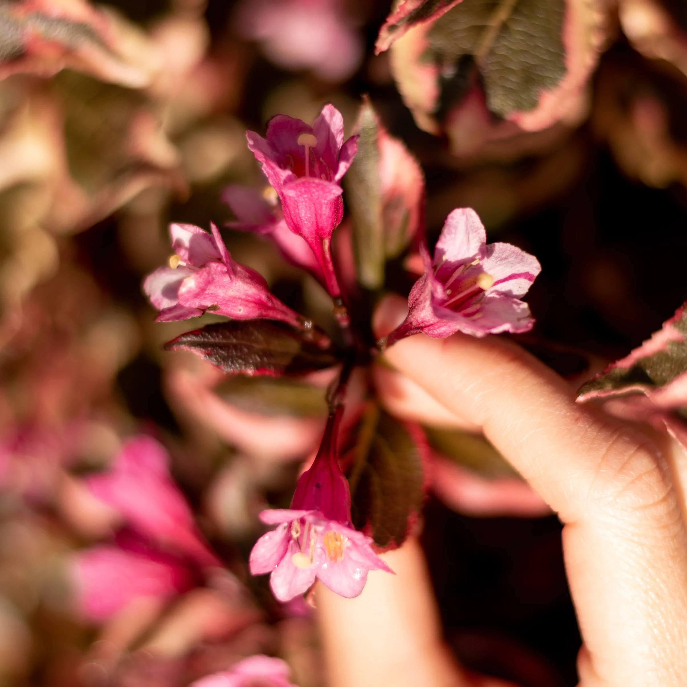 Zwerg-Weigelie 'Monet'® Rosarot