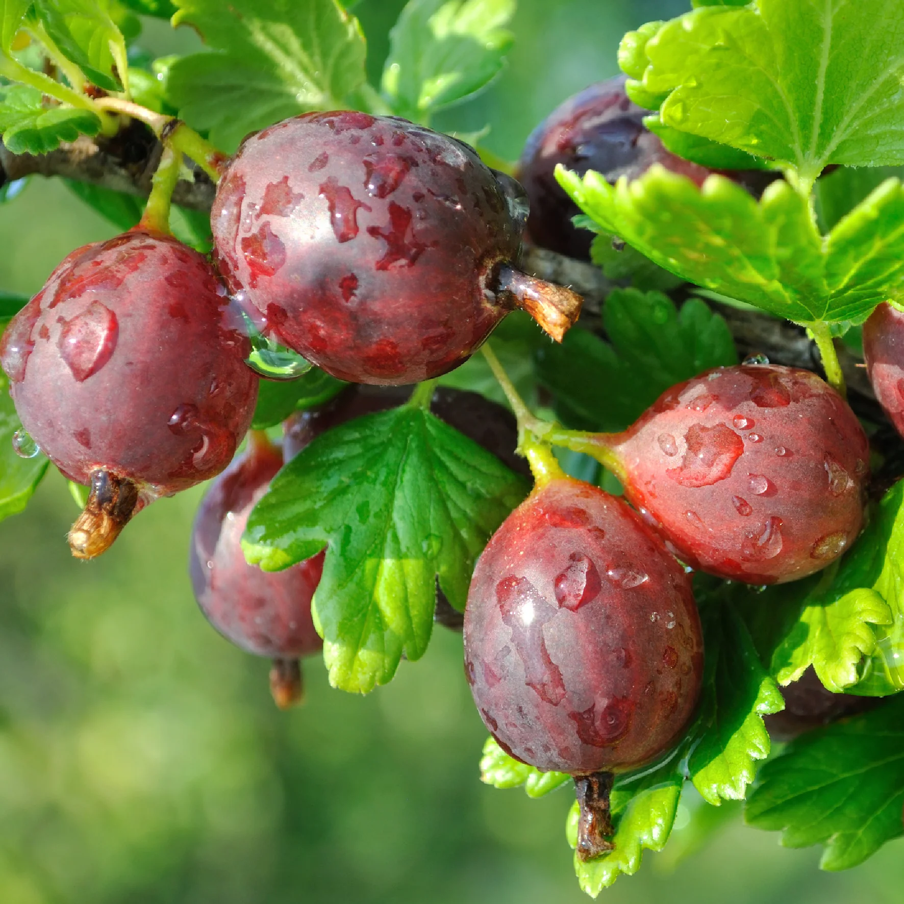 Bio-Stachelbeere 'Hinnonmäki rot' Hochstamm