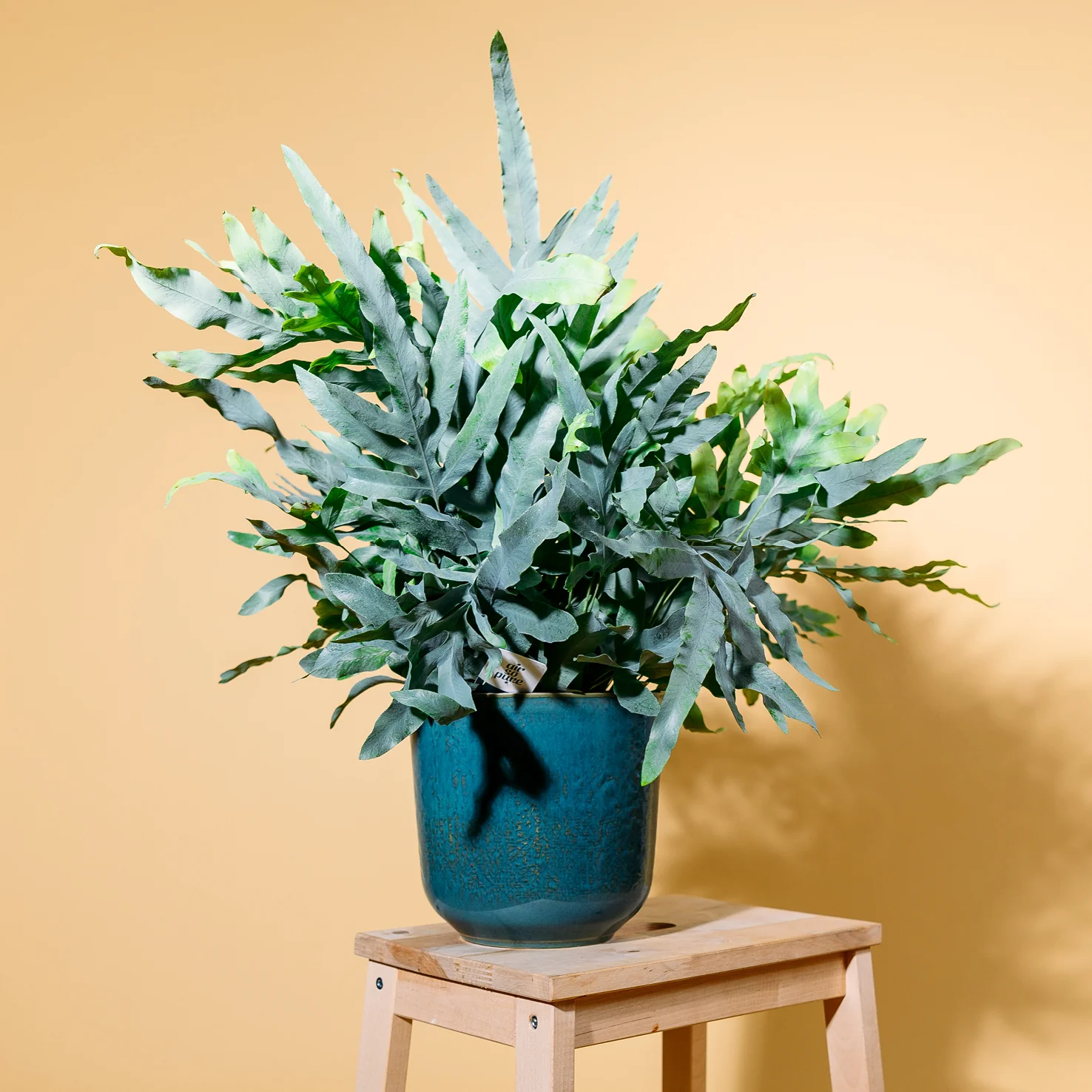 Phlebodium aureum 'Blue Star'