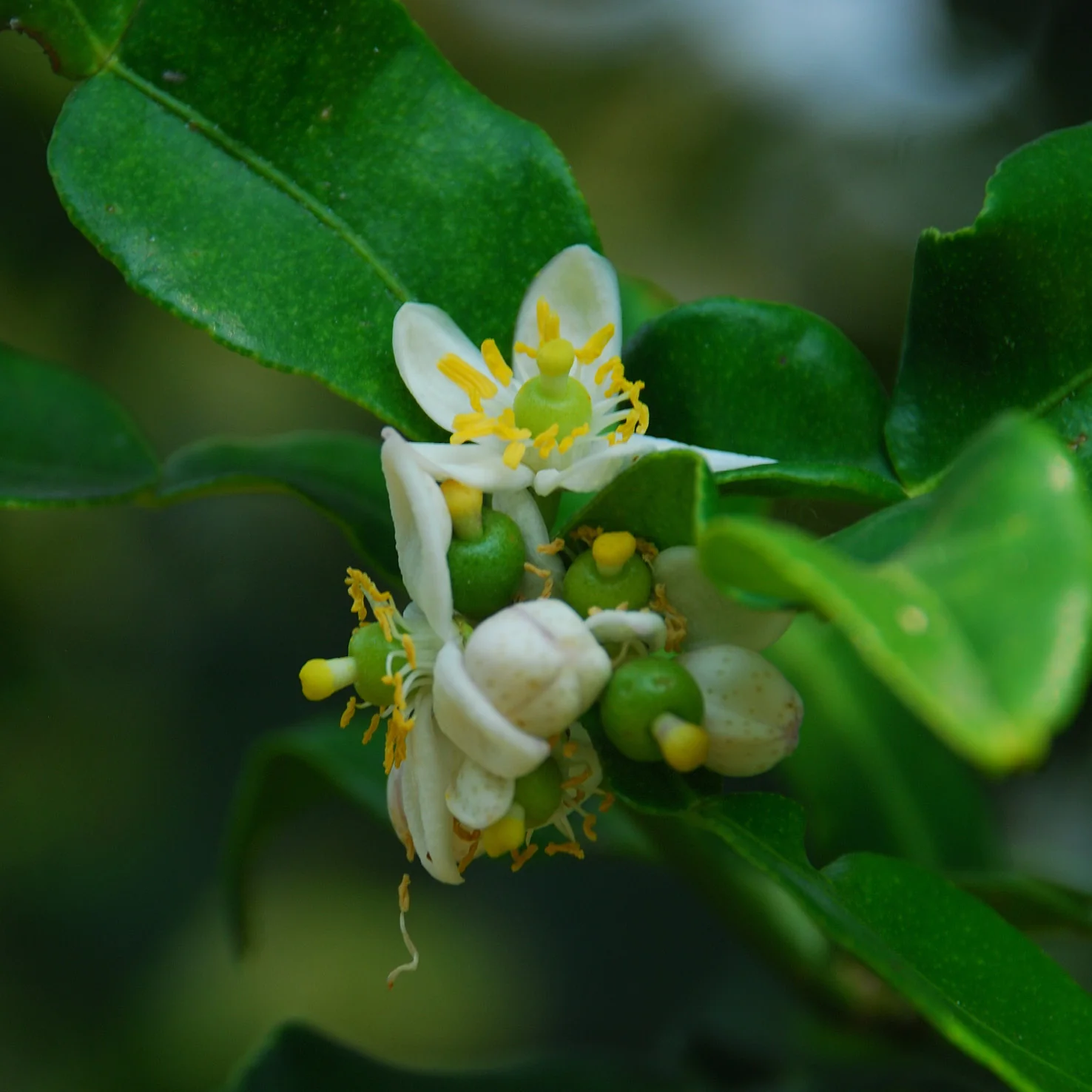 Kaffir-Limette LIME TIME®