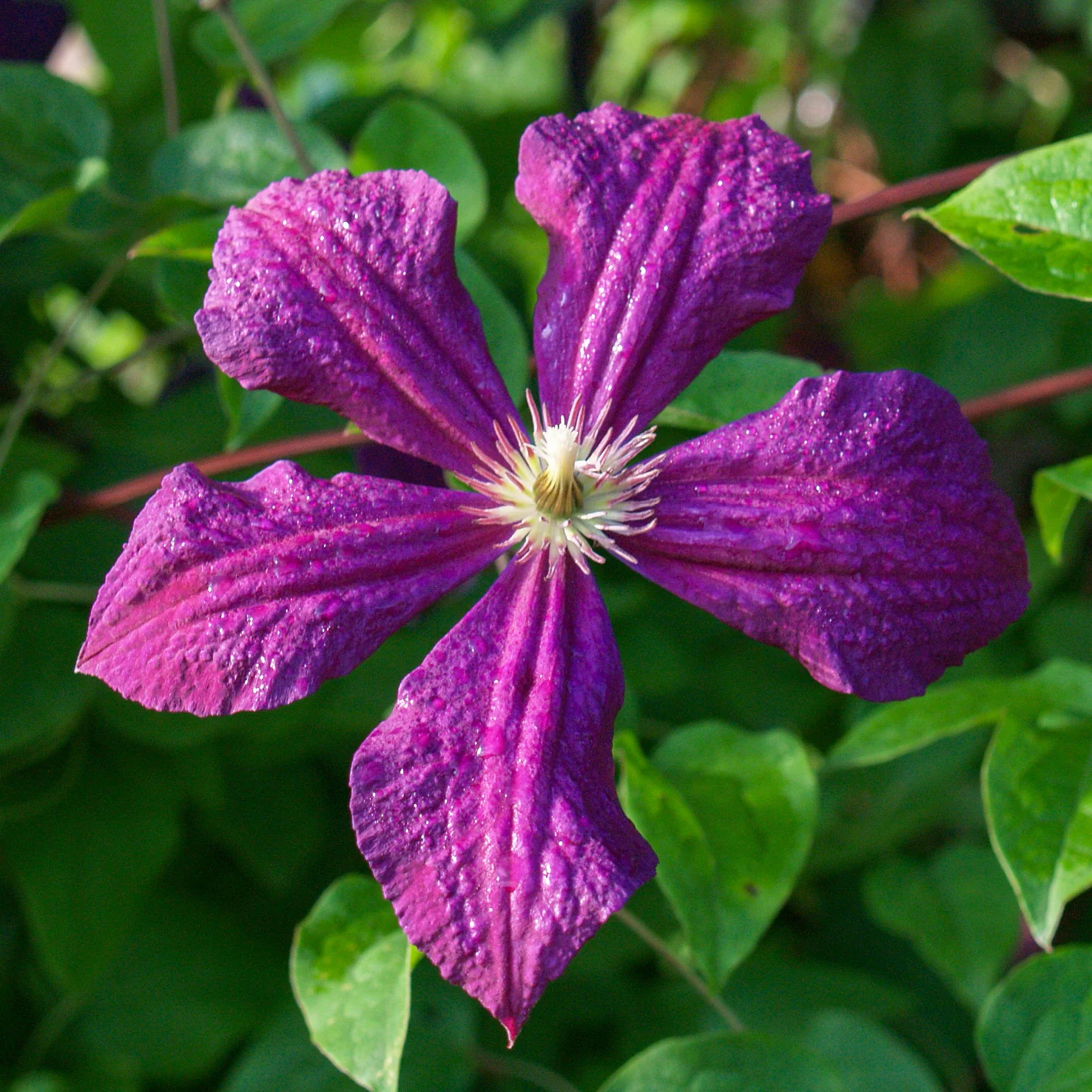 Clematis 'Polish Spirit' Dunkelviolett