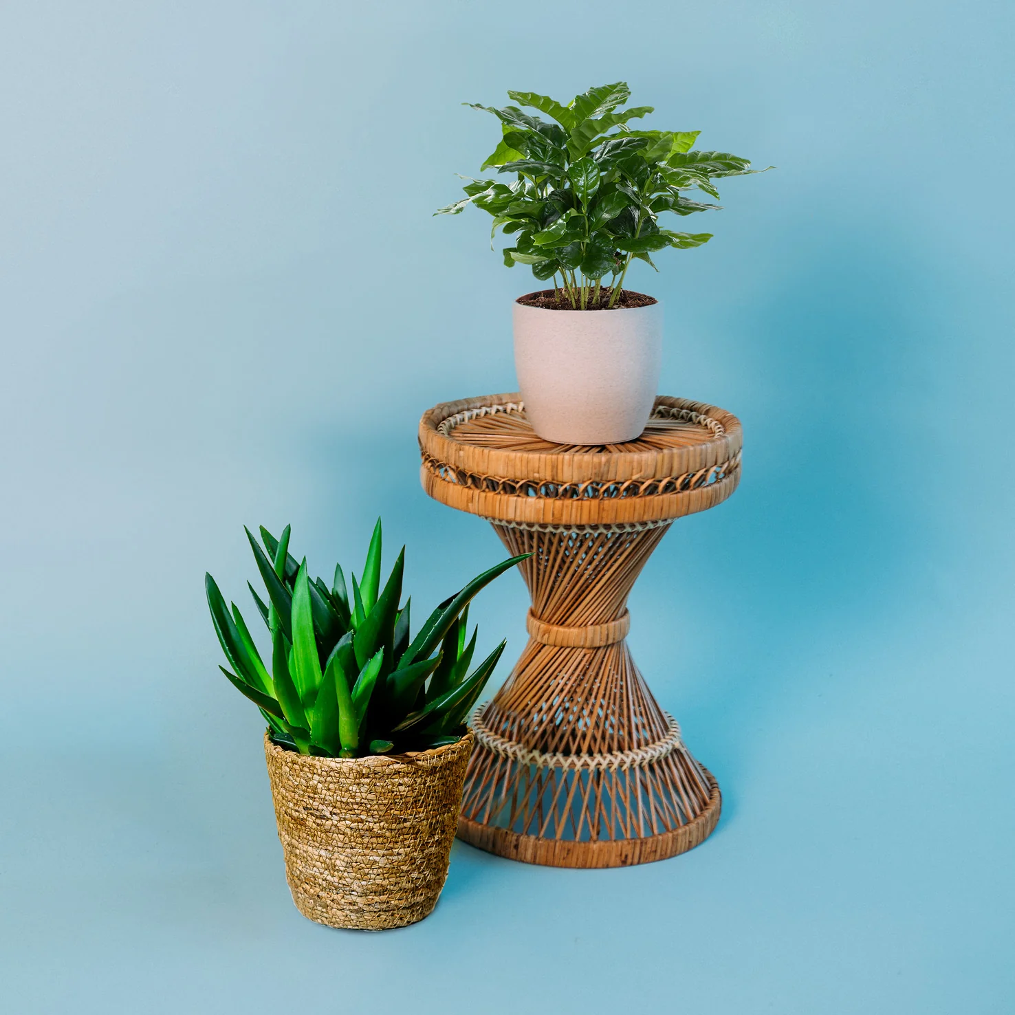 Pflegeleichte Zimmerpflanzen (2er Set)