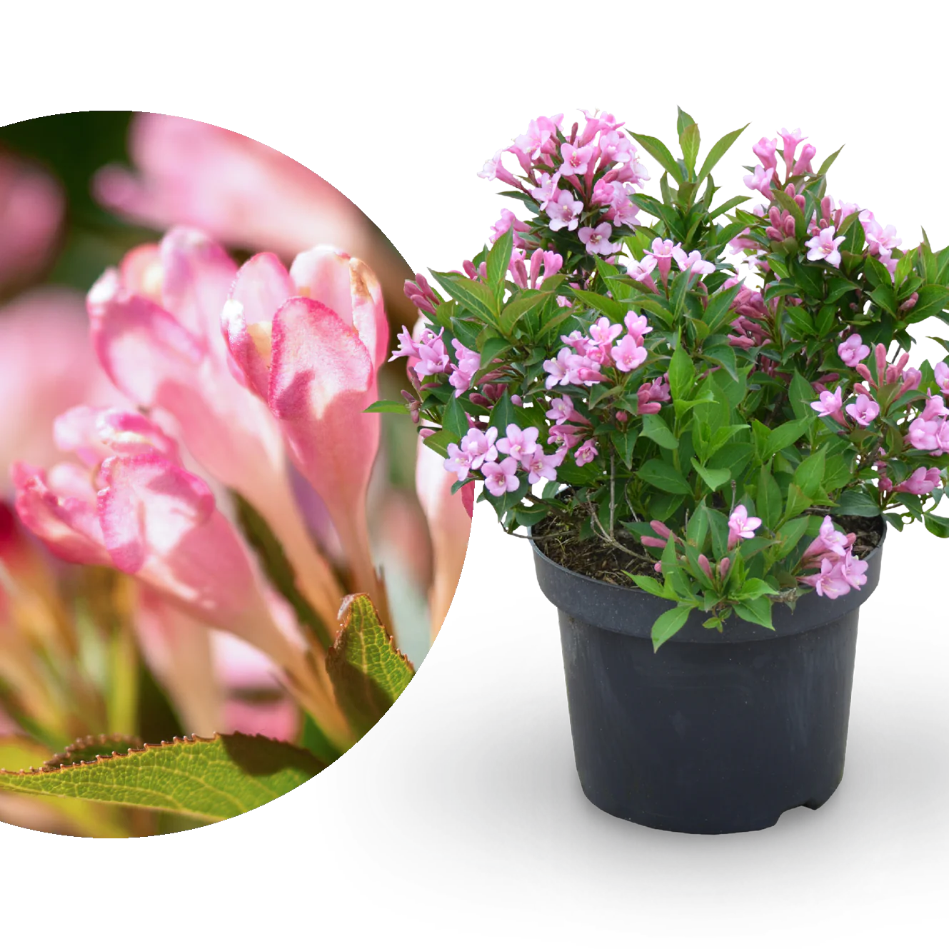 Zwerg-Weigelie 'Pink Poppet' Rosa