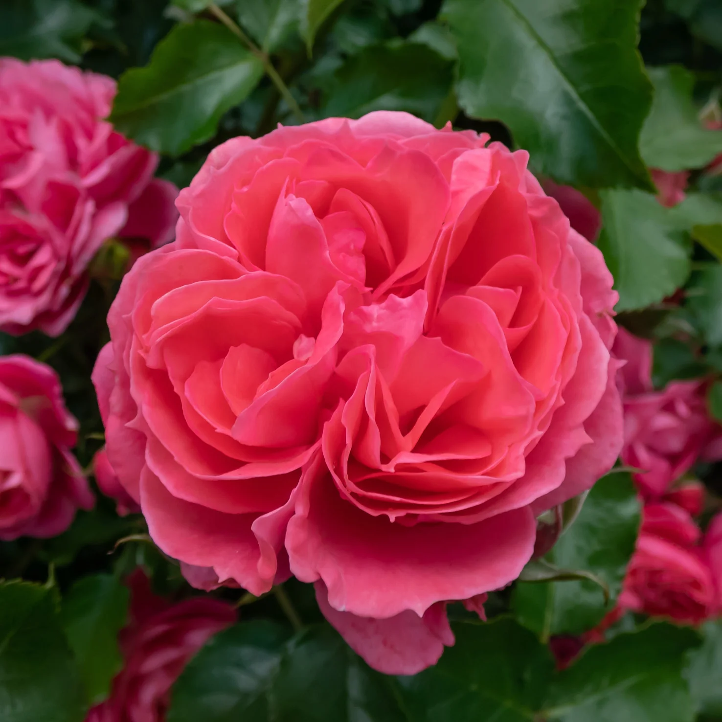 Beetrose 'Moin Moin'® Mittelrosa