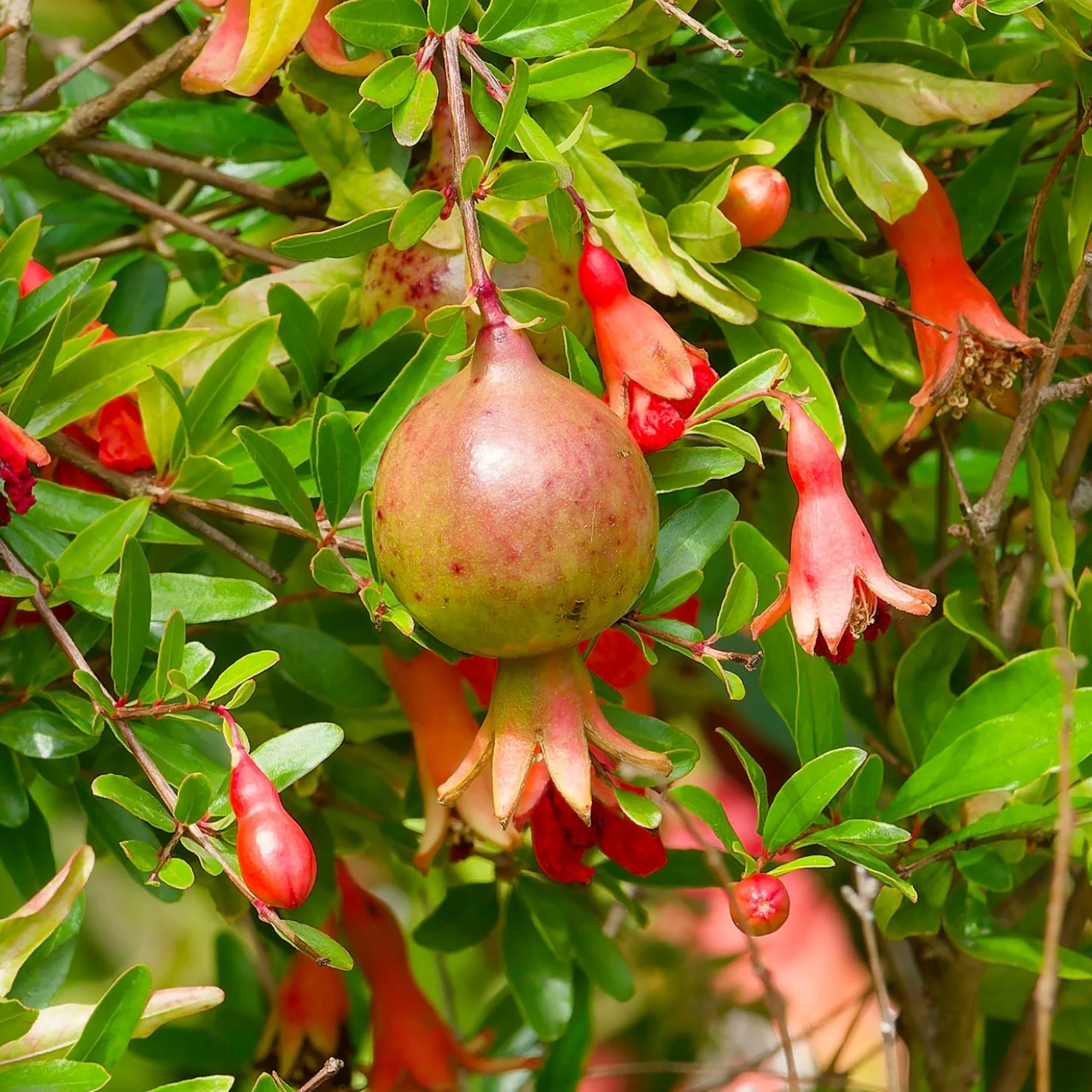 Zwerg-Granatapfel 'Nana'