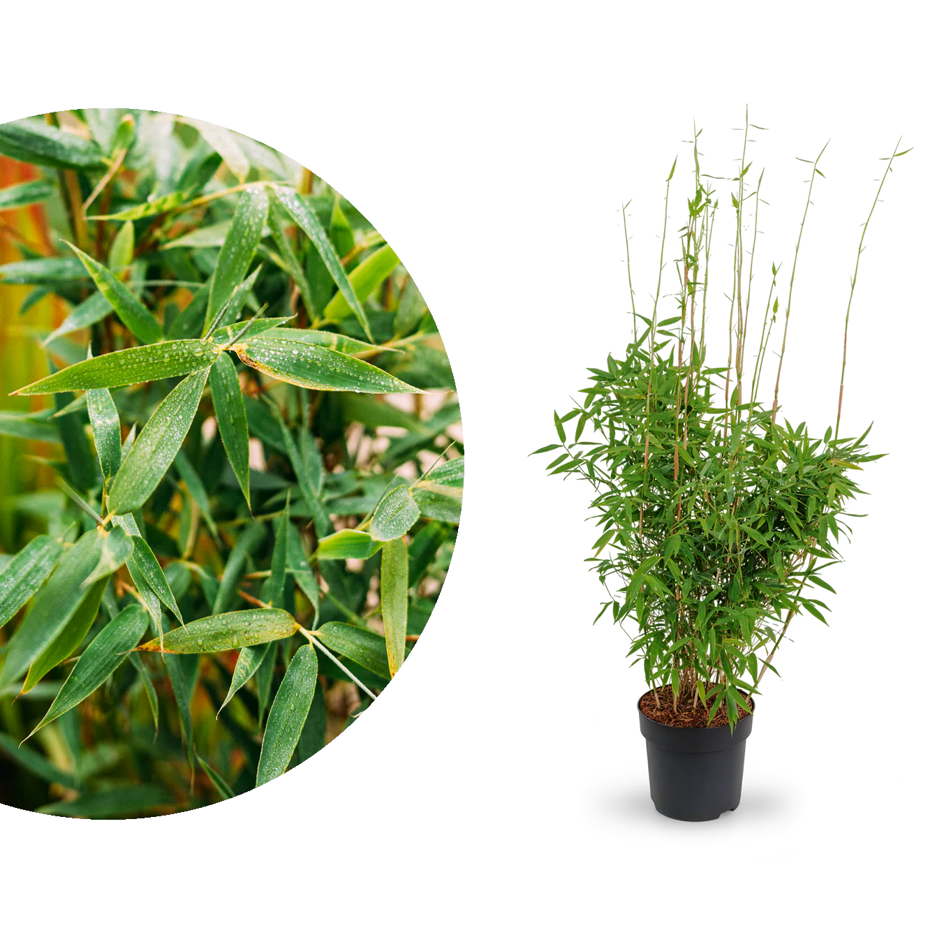 Gartenbambus 'Jumbo'