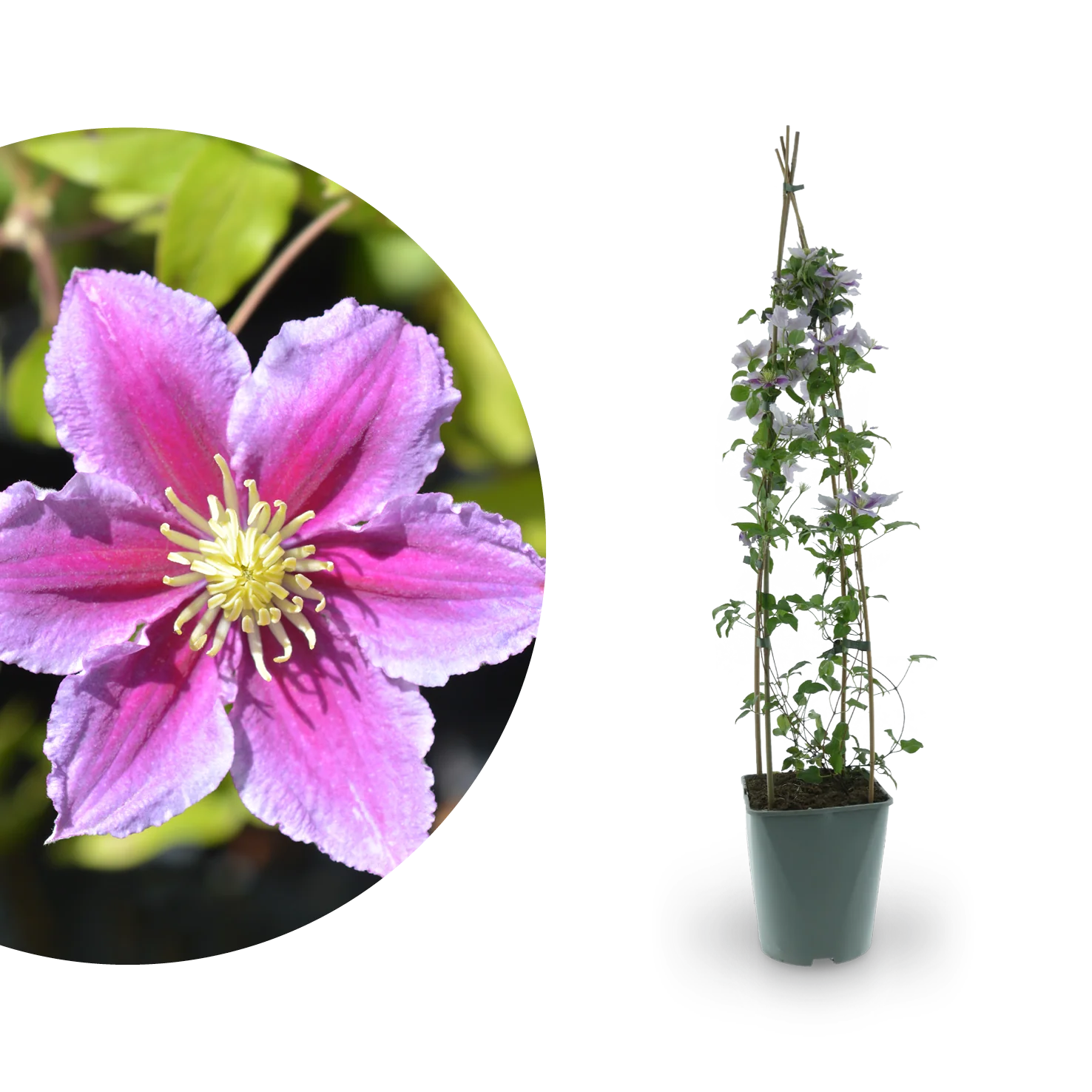 Clematis 'Piilu' Rosa-Weiß