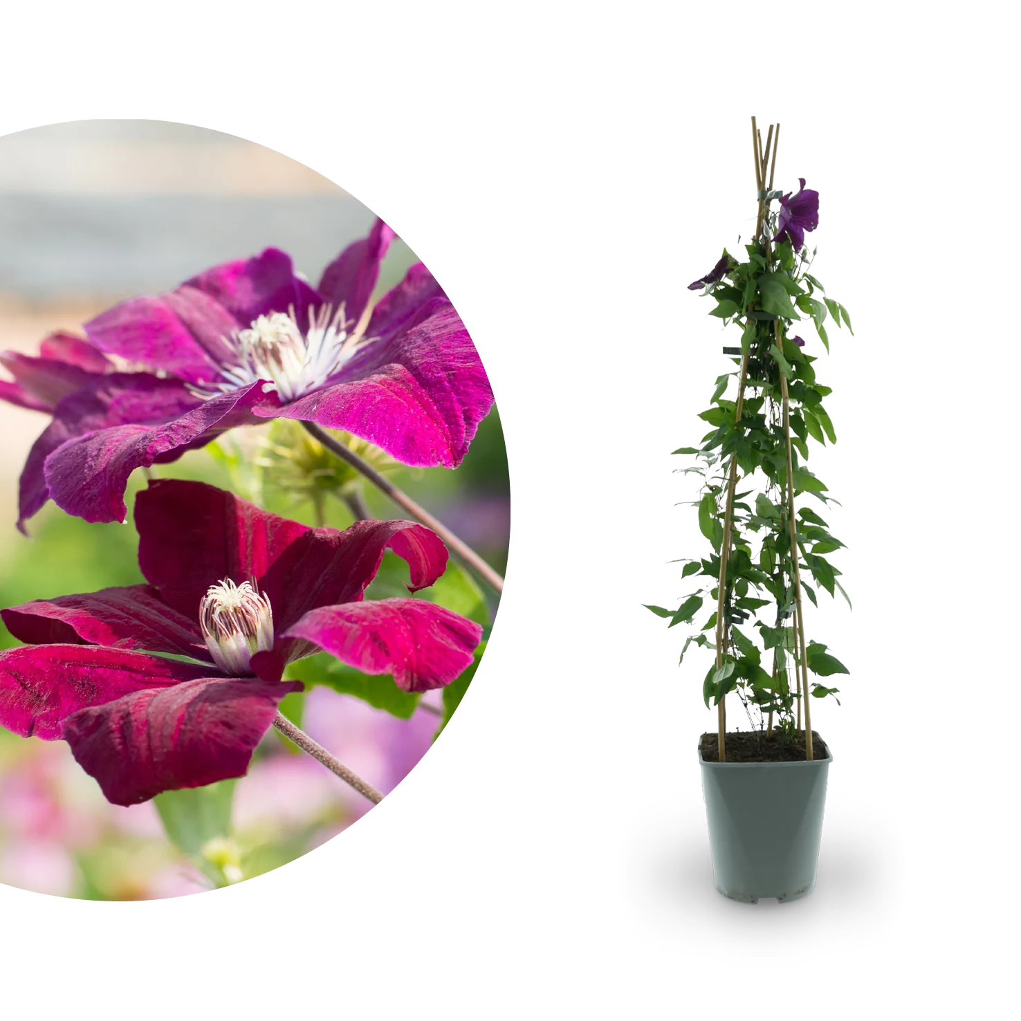 Clematis 'Rouge Cardinal' Burgunderrot