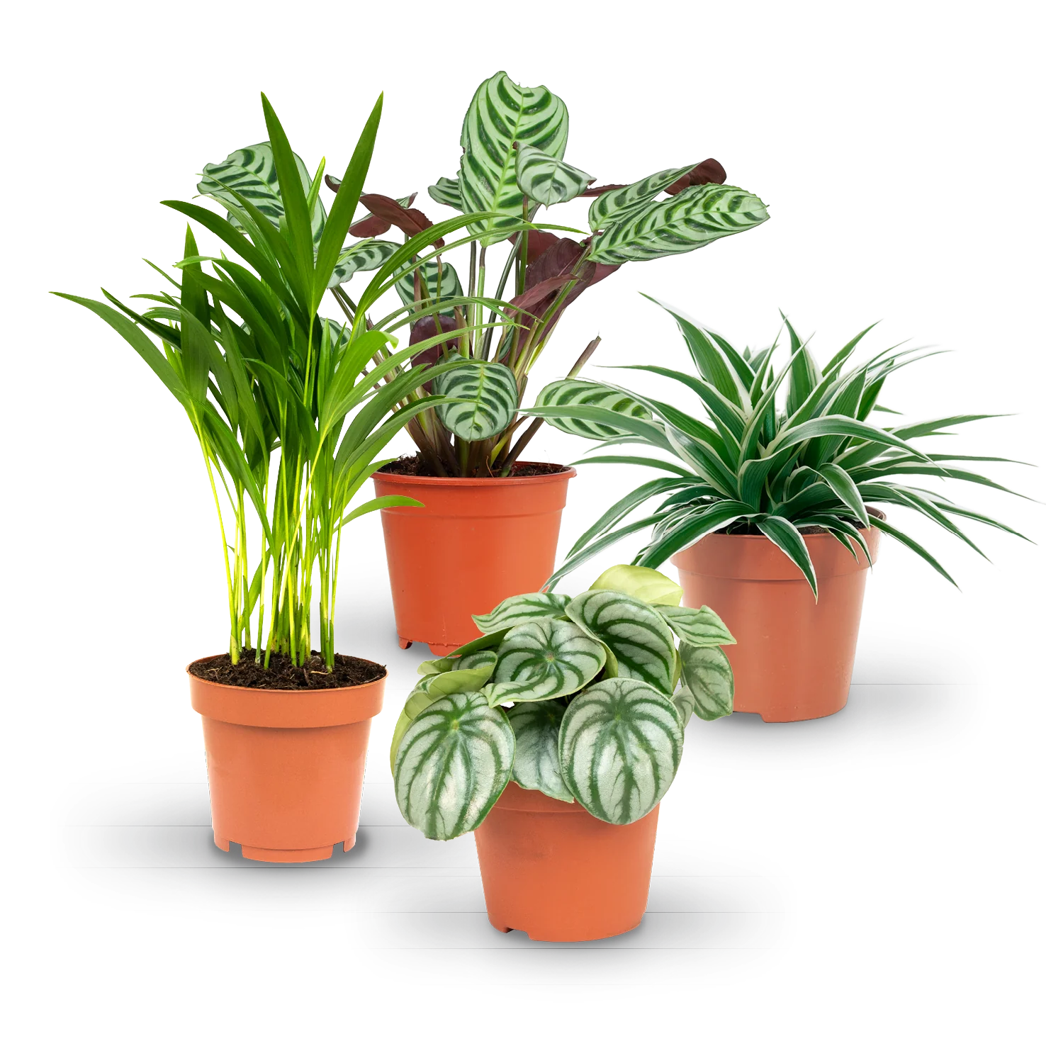 Rette mich: Zimmerpflanzen 4er Set
