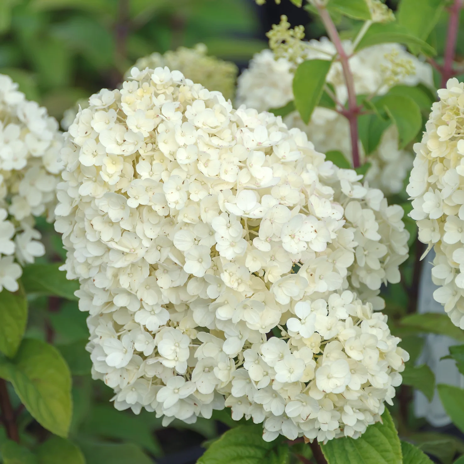 Rispenhortensie 'Bobo'®