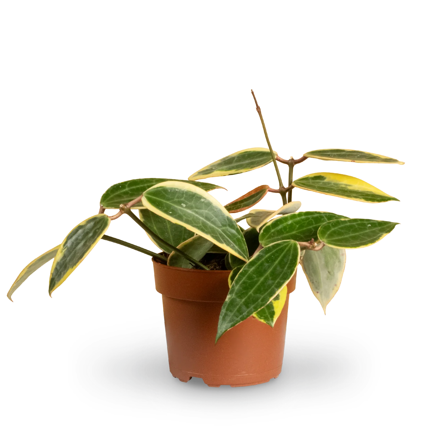 Pflegeleichte Zimmerpflanzen (4er Set)